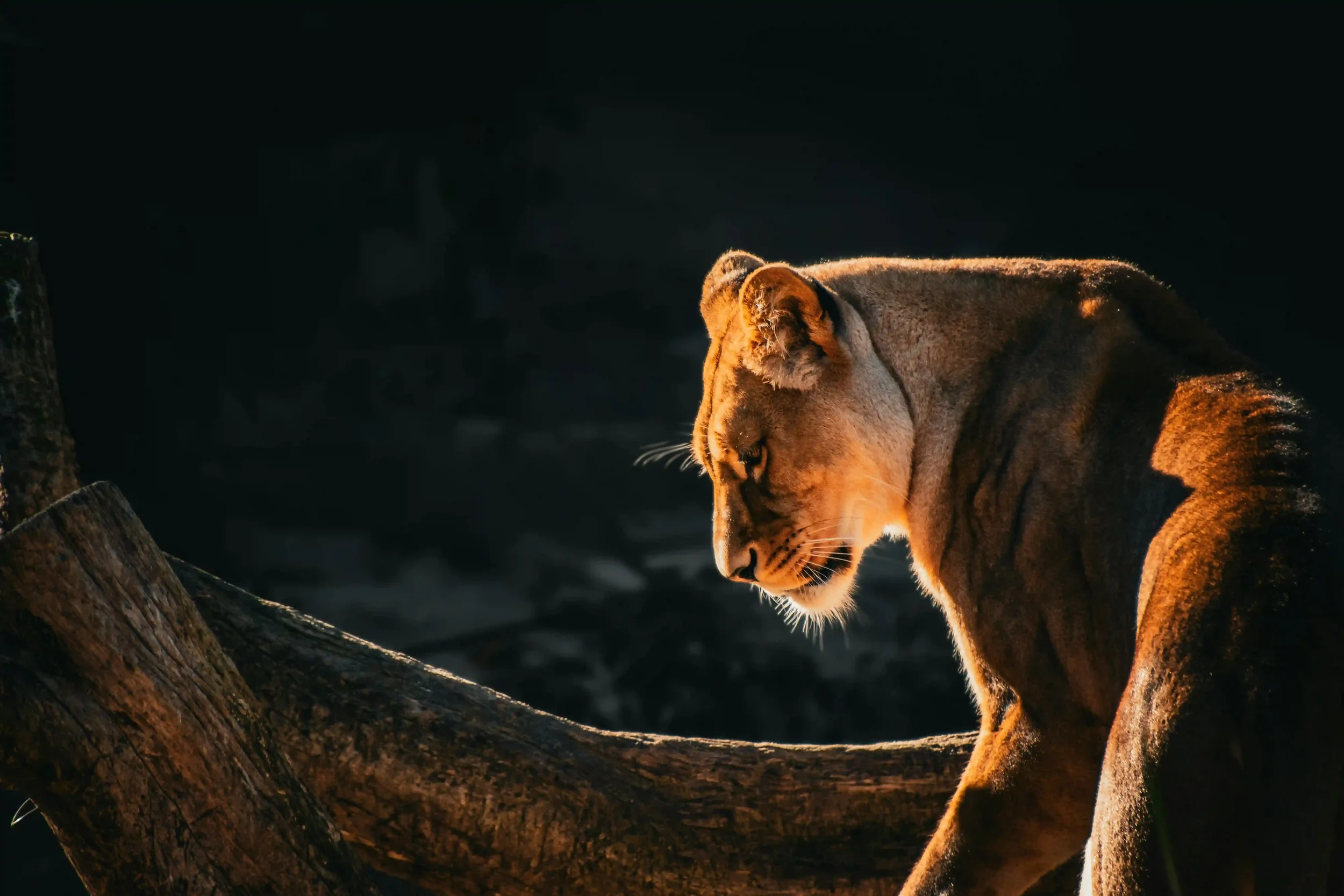A lioness walking through a dark, forested area with a large tree trunk in foreground, illuminated by warm sunlight.