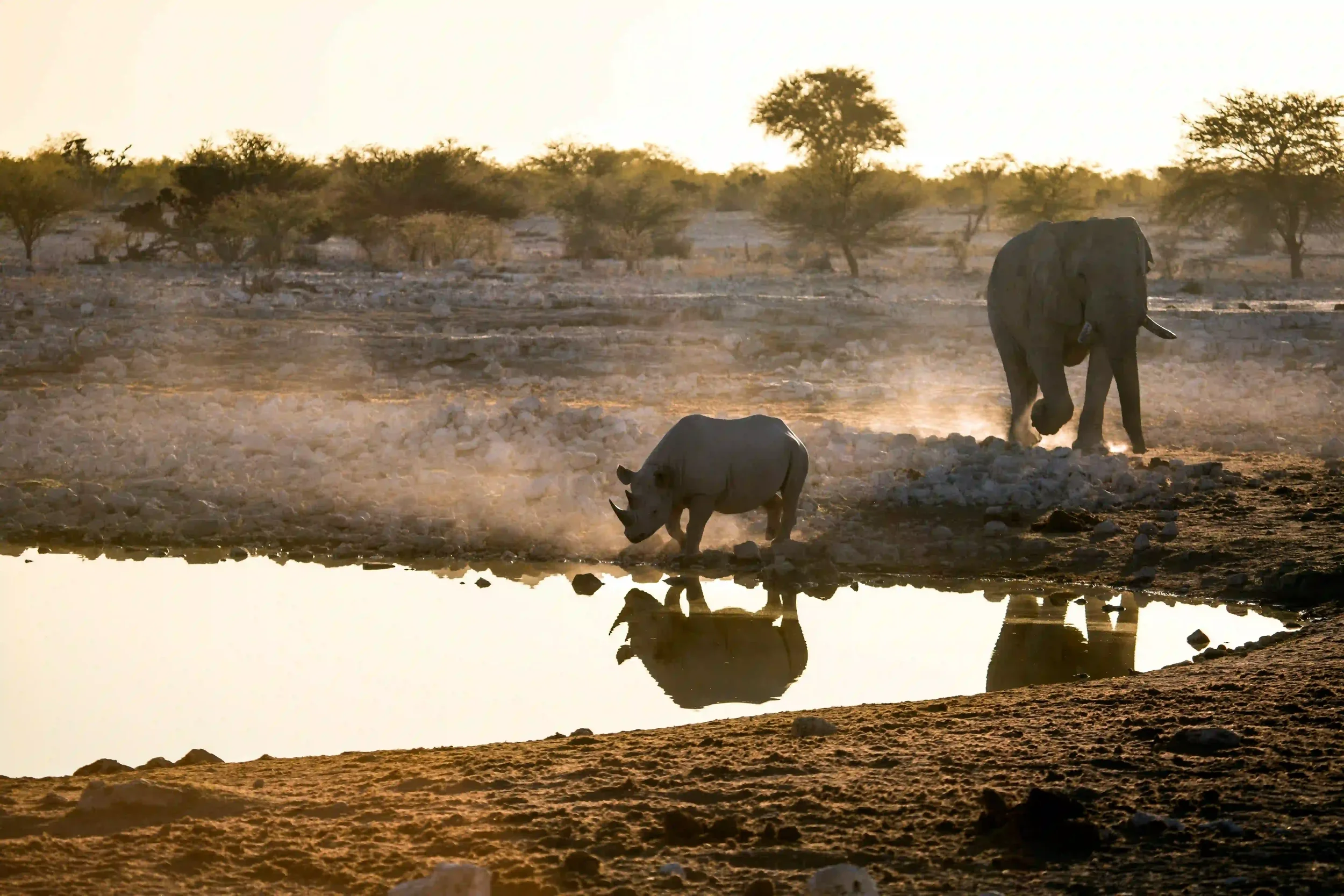 An elephant and a rhinoceros walk near a water hole at sunset in the African savannah, with trees and dry terrain in the background.