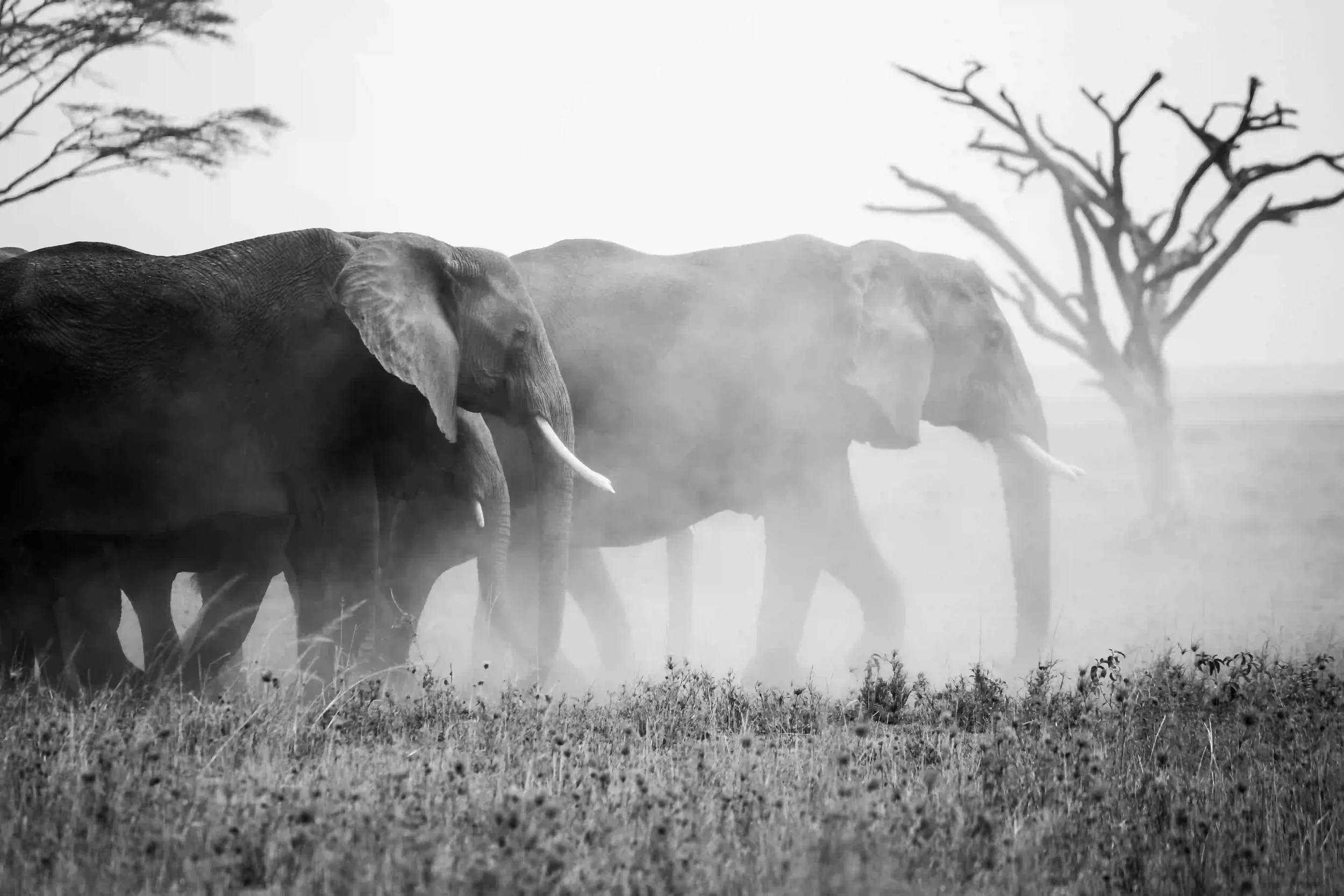 elephants-african-safari-experience.webp