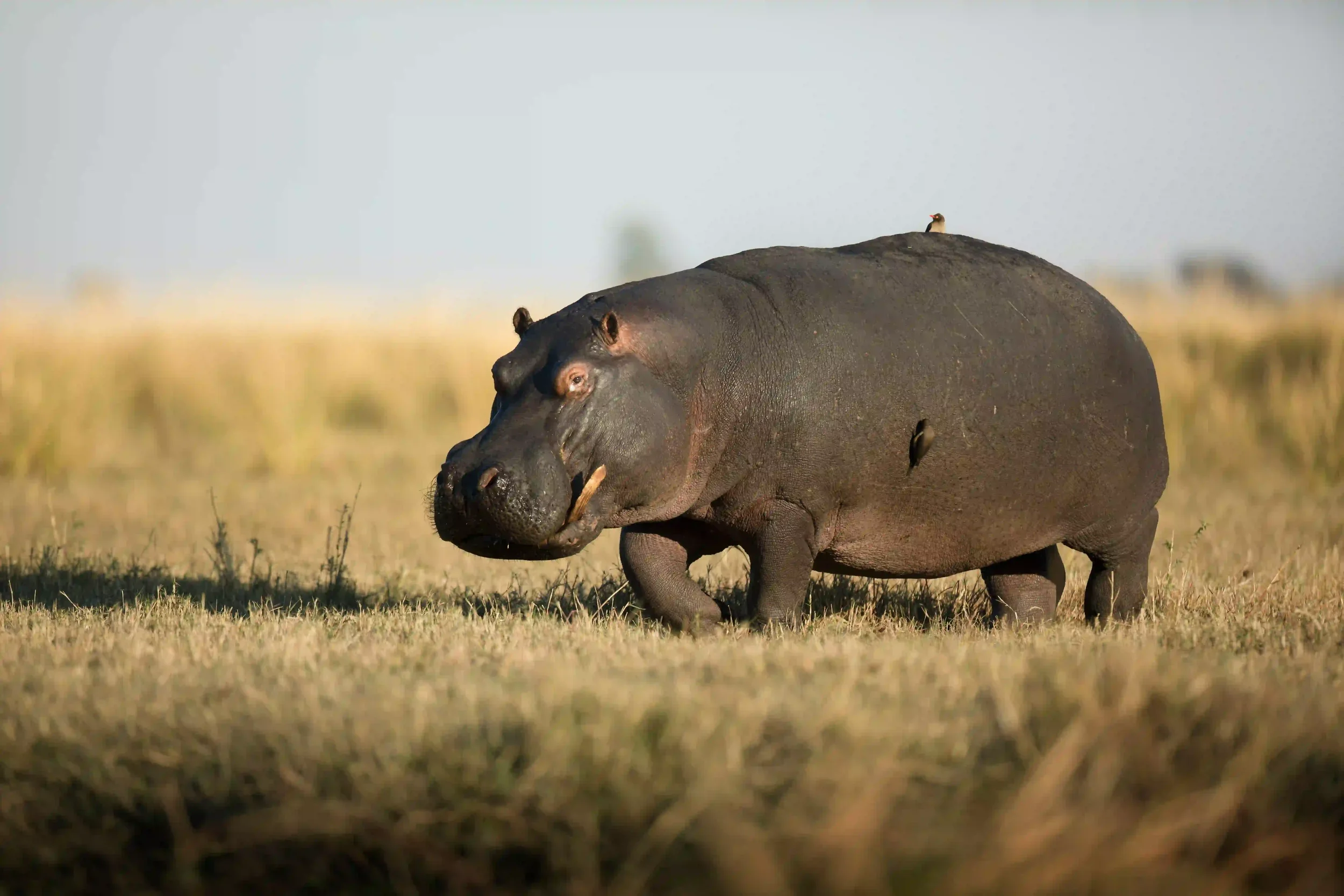hippo-wading-waterhole-african-safari-experience.webp