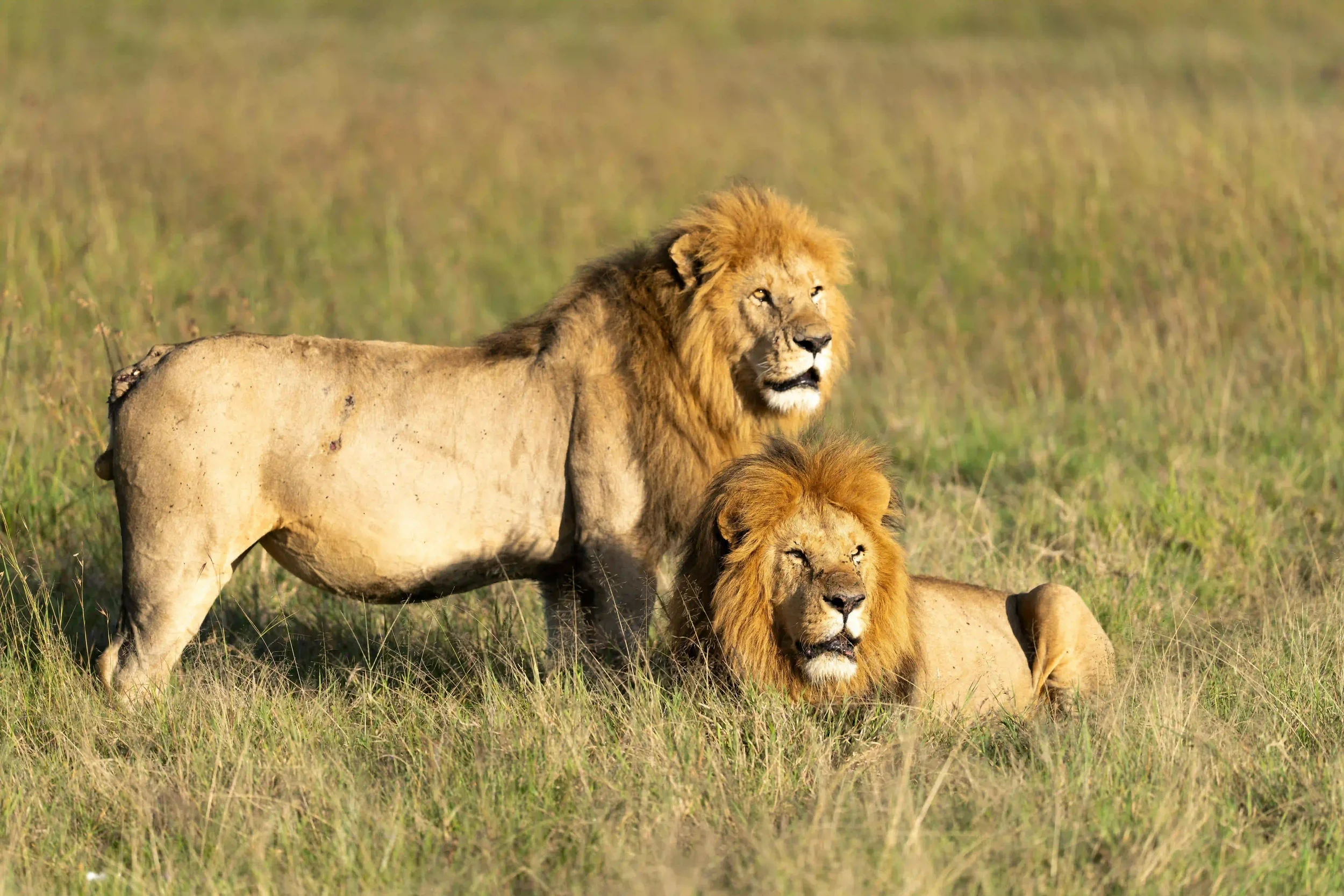 lions-african-safari-experience.webp
