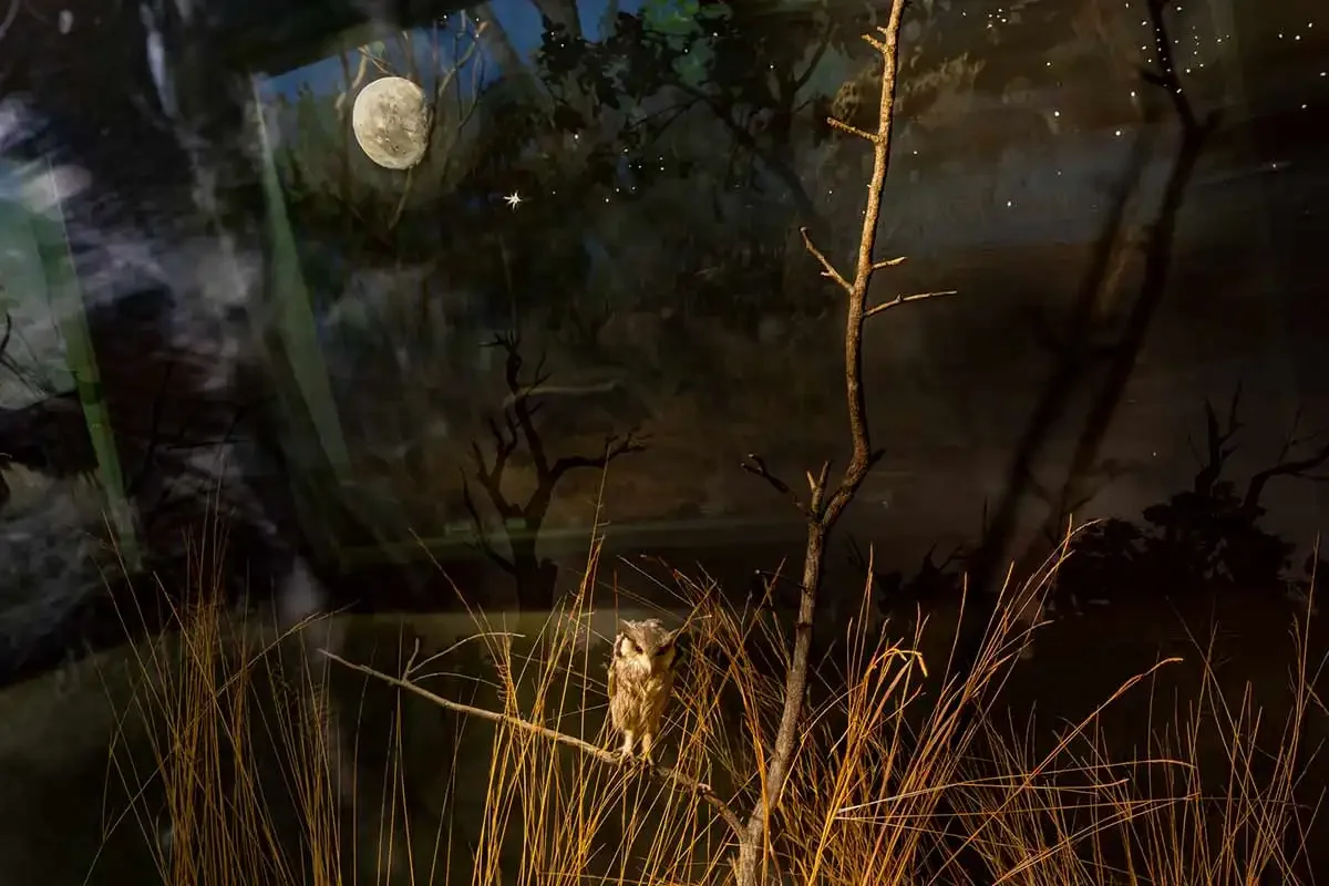 livingstone-national-museum-african-safari-experience.webp