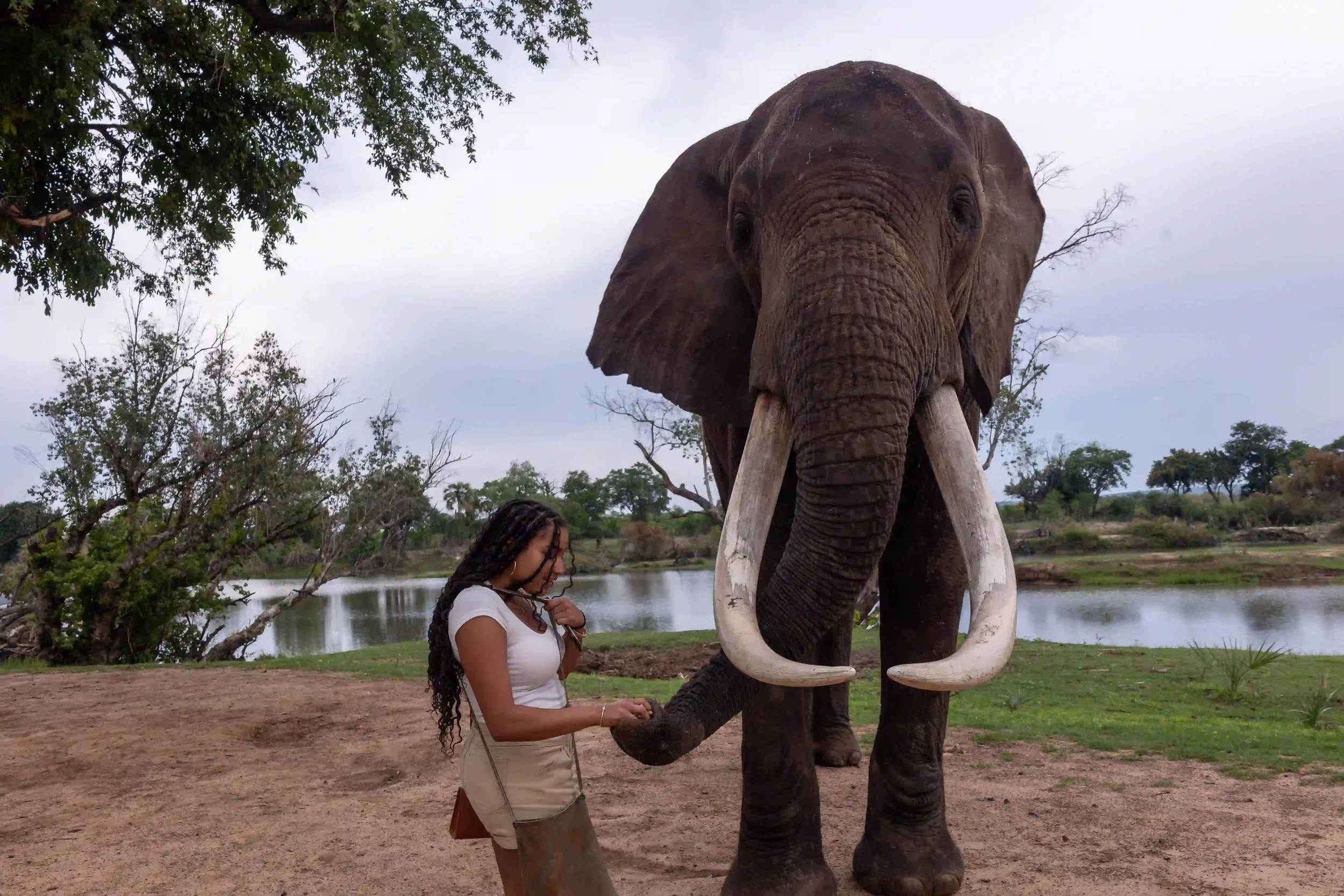 elephant-cafe-interraction-african-safari-experience.webp