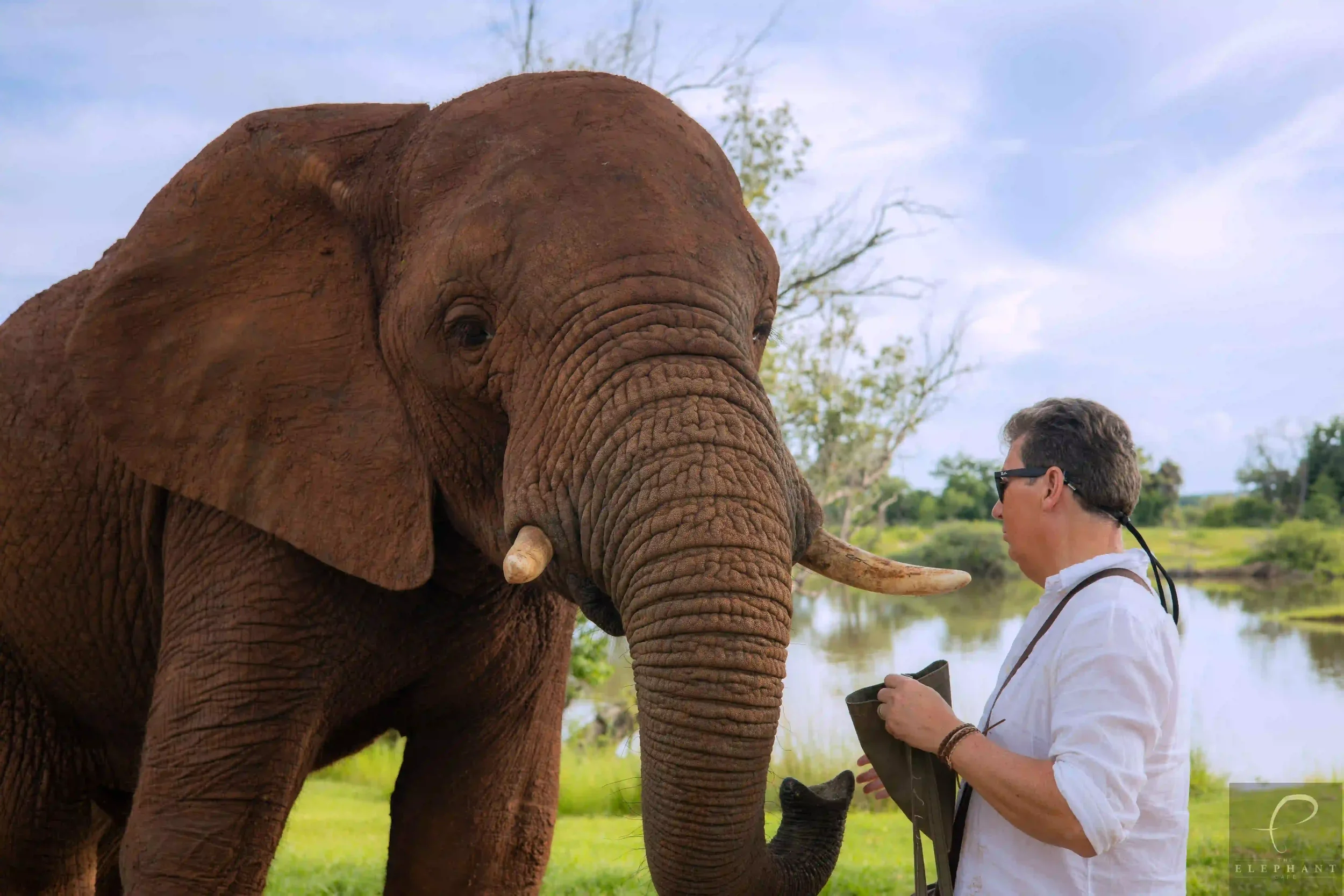 elephant-cafe-encounter-african-safari-experience.webp