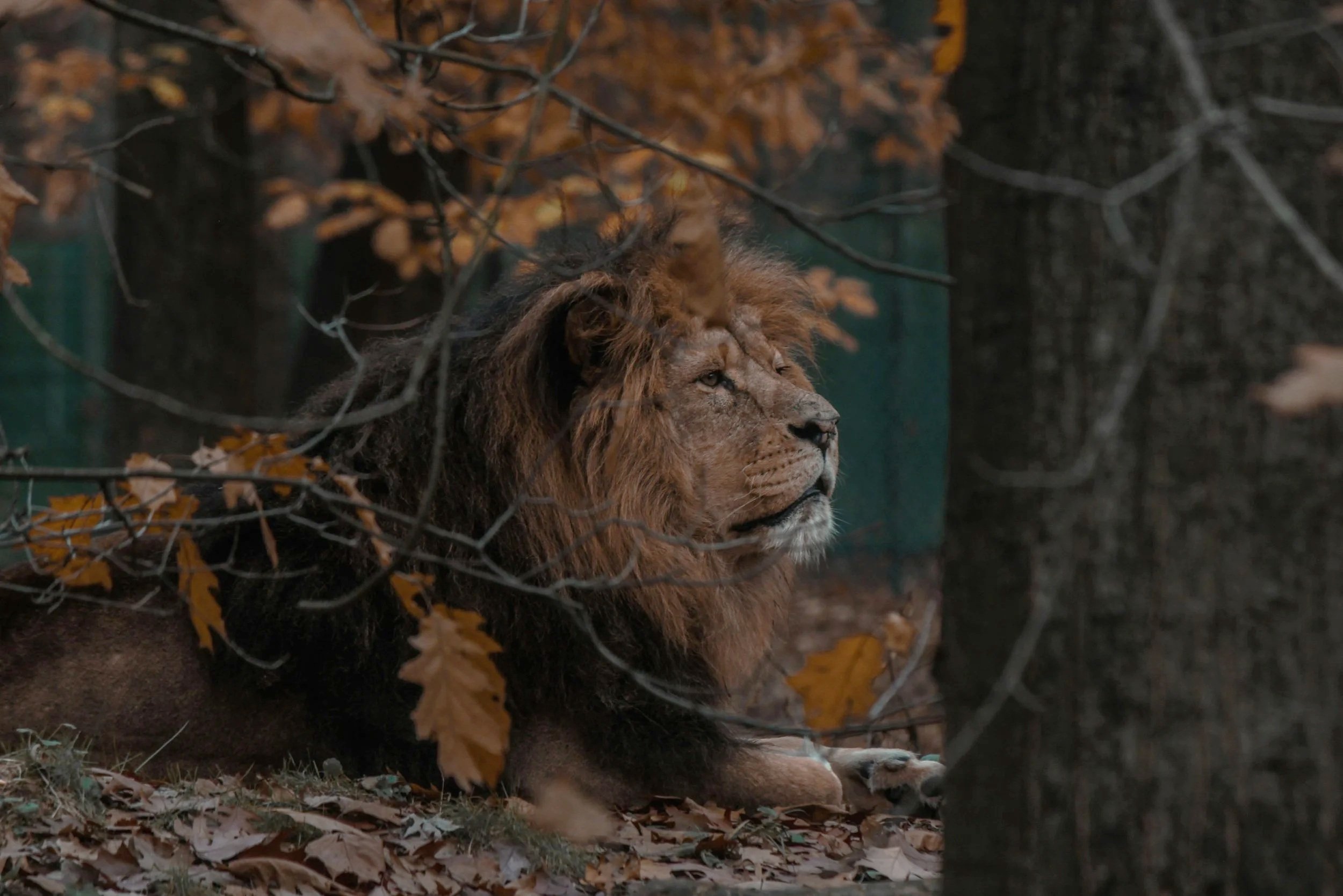 A lion resting on the ground among trees with autumn leaves.