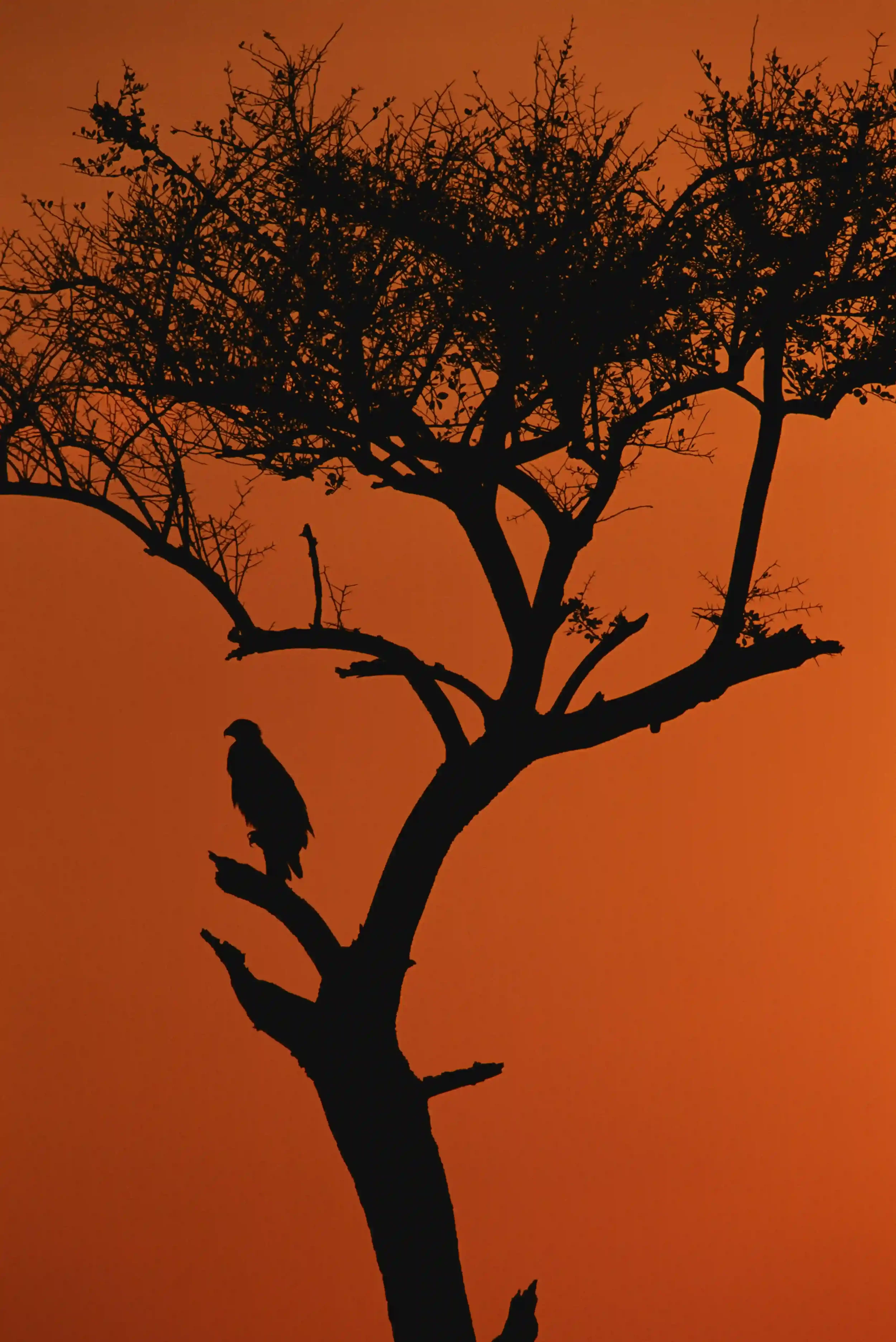 Silhouette of a tree with sparse leaves against an orange sunset sky, with a bird perched on a branch.