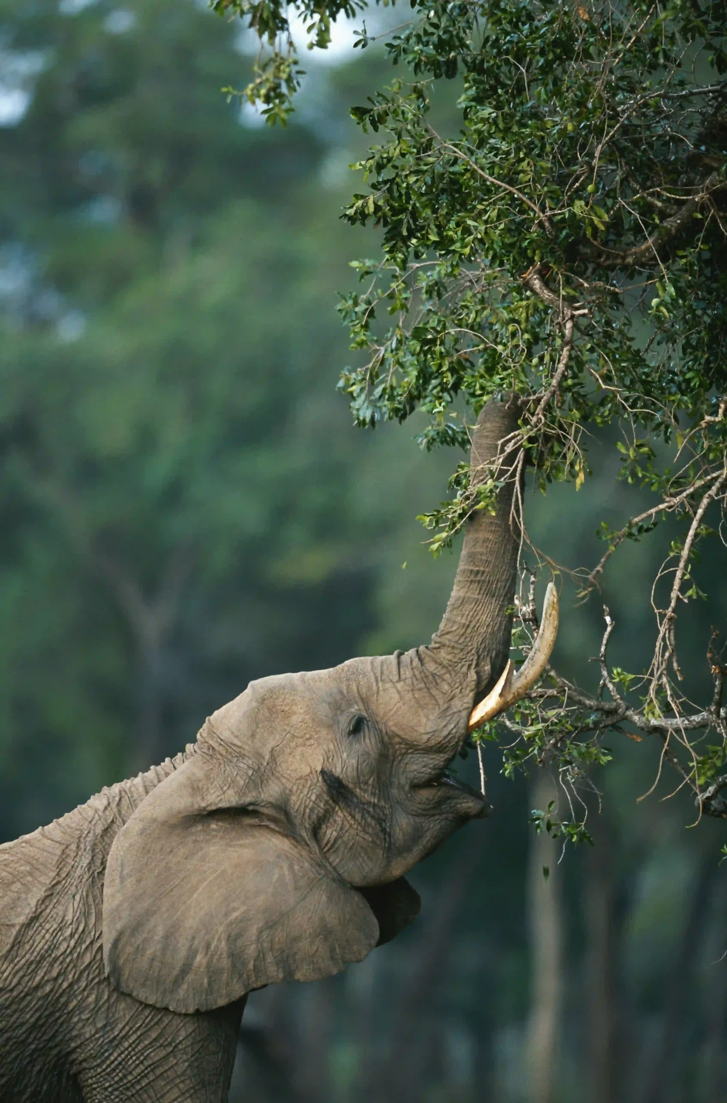 An elephant with its trunk raised, reaching up to a leafy tree branch in a natural environment.