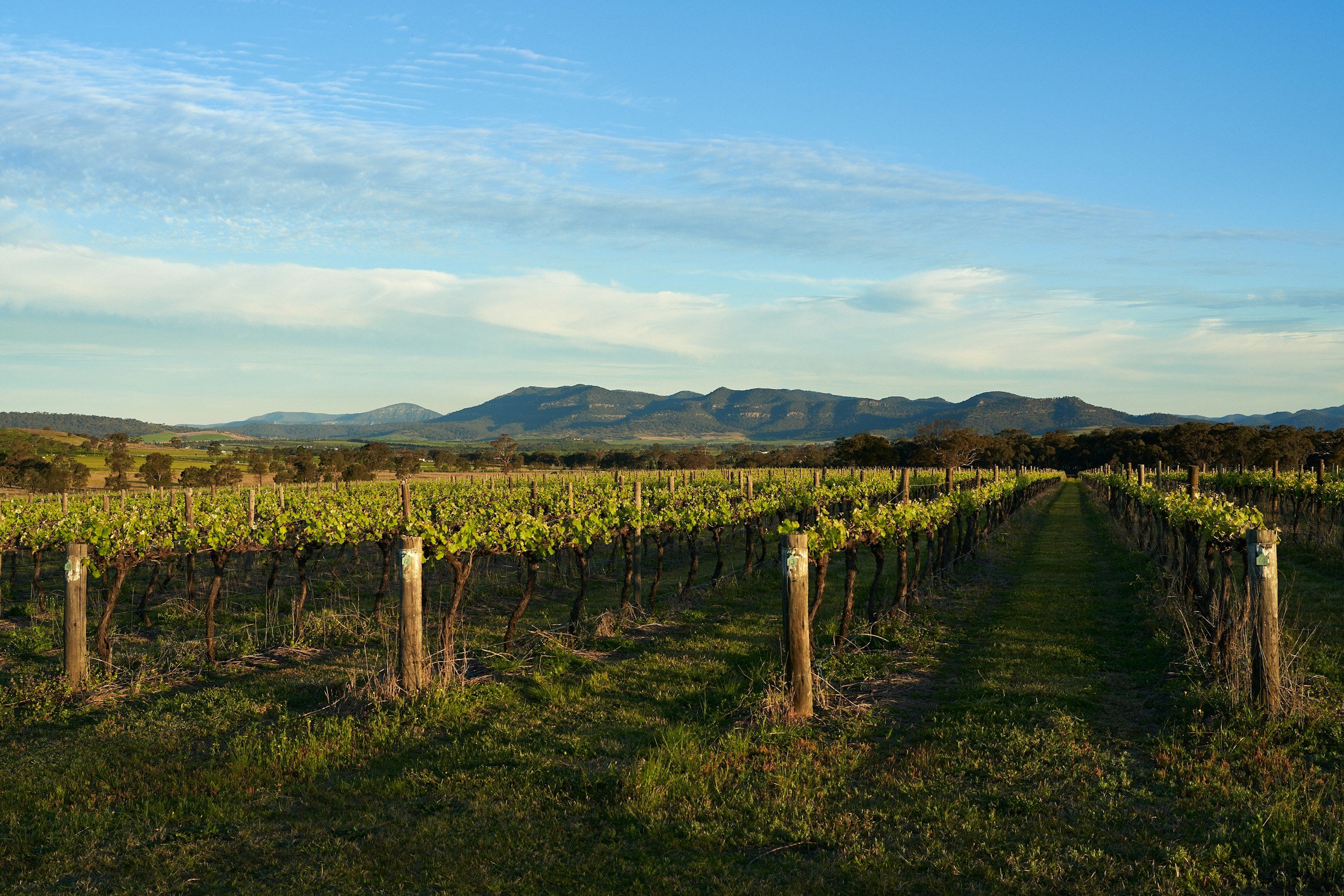 Vineyard rows with green grapevines, wooden stakes, and a distant mountain range under a partly cloudy sky.