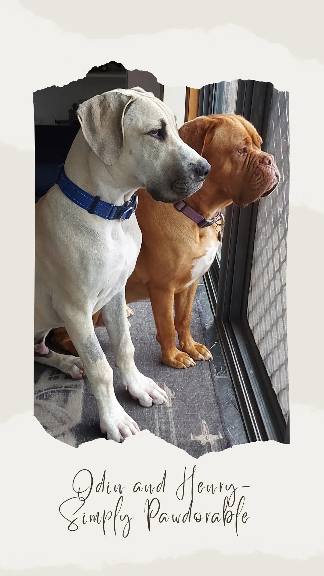 Odin-and-Henry-RSPCA-2025-Million-Paws-walk-photo.jpg