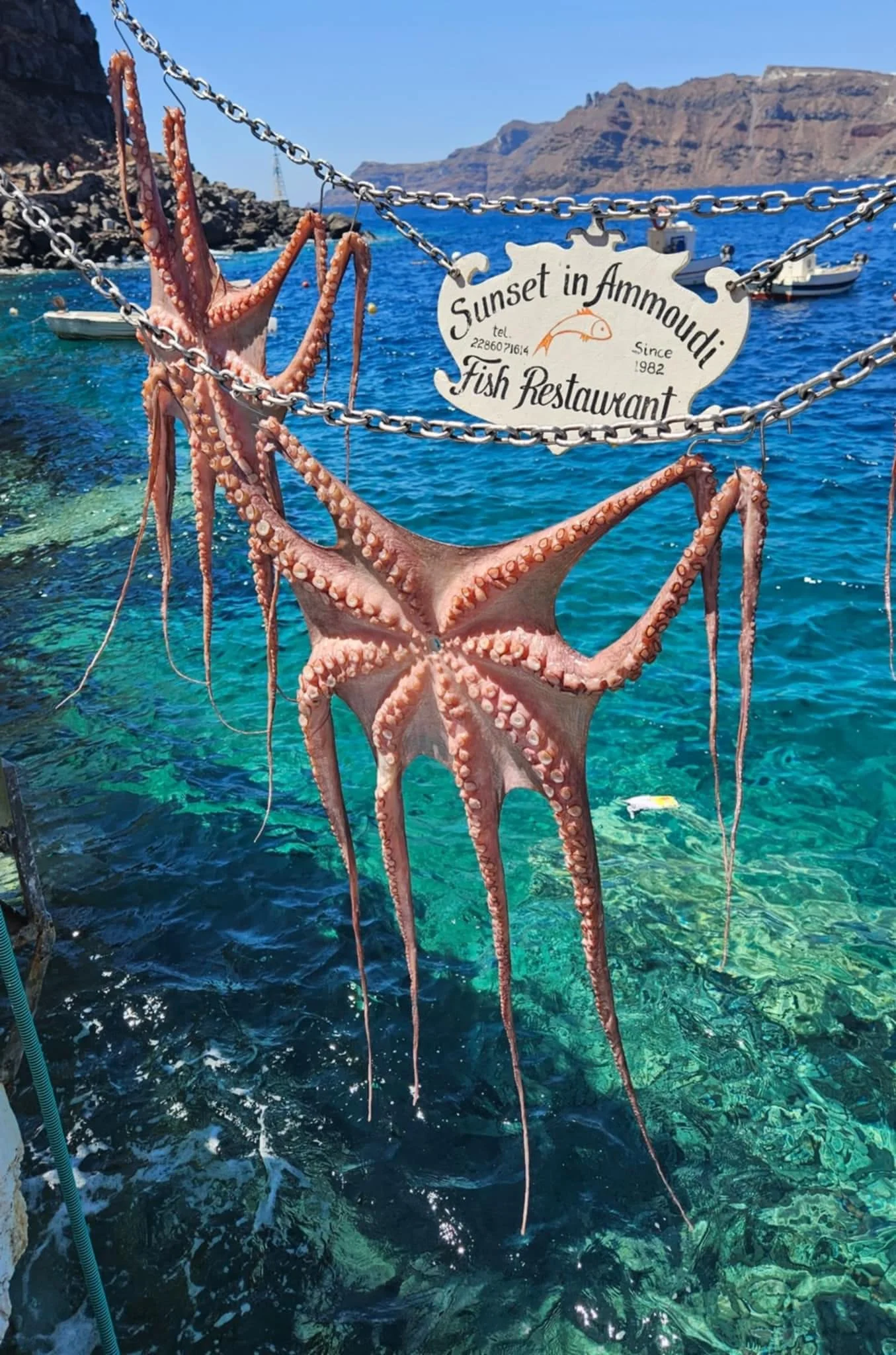 Pink octopus hanging on chains at a seaside fish restaurant with clear blue water and boats in the background.
