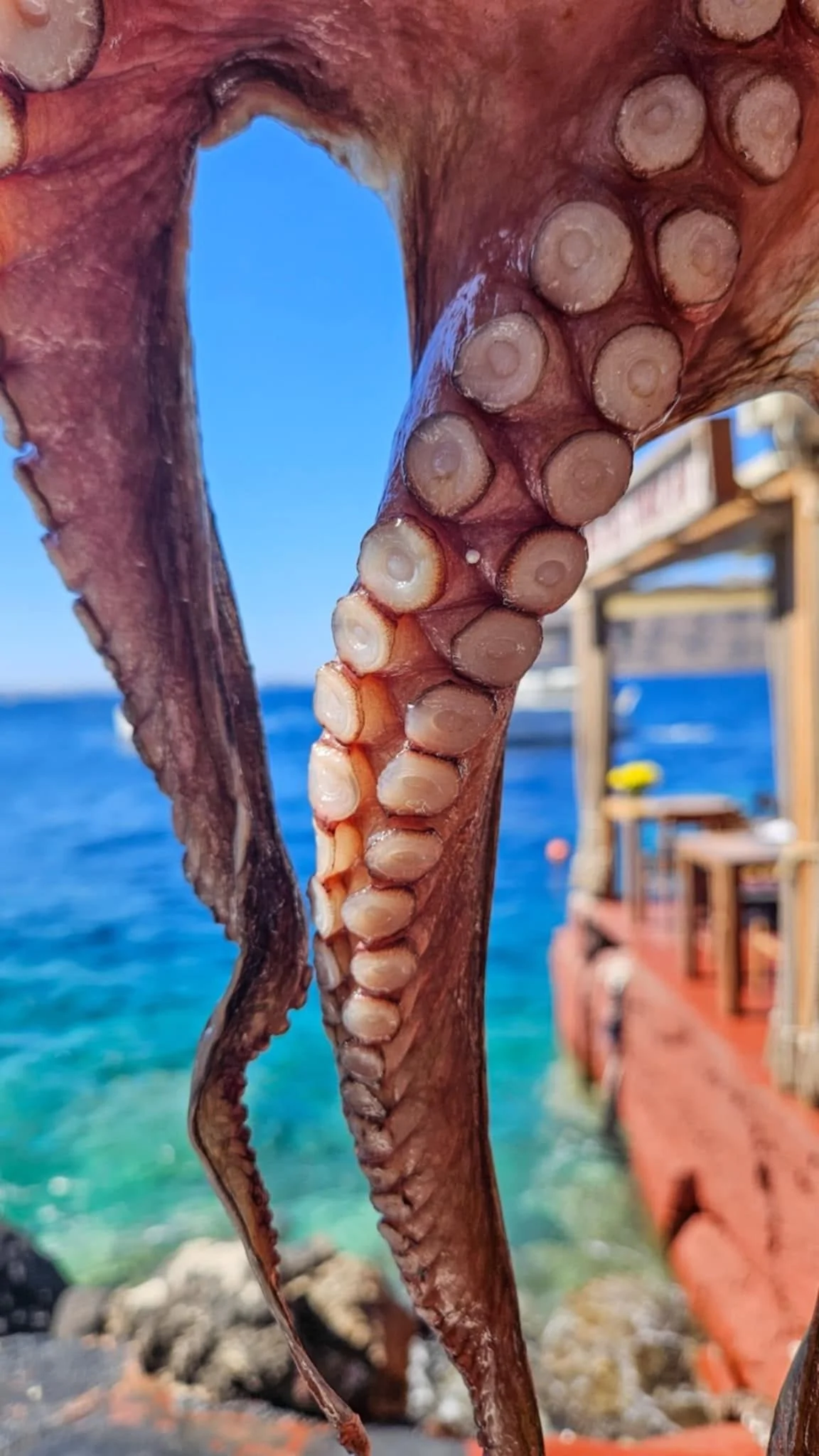 Octopus tentacles, pinkish with suction cups, with blue ocean and a dock in the background.