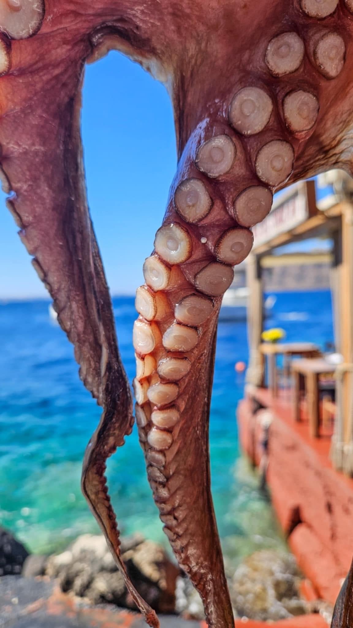 Close-up of octopus tentacles with suckers, with a view of the ocean and a pier in the background.