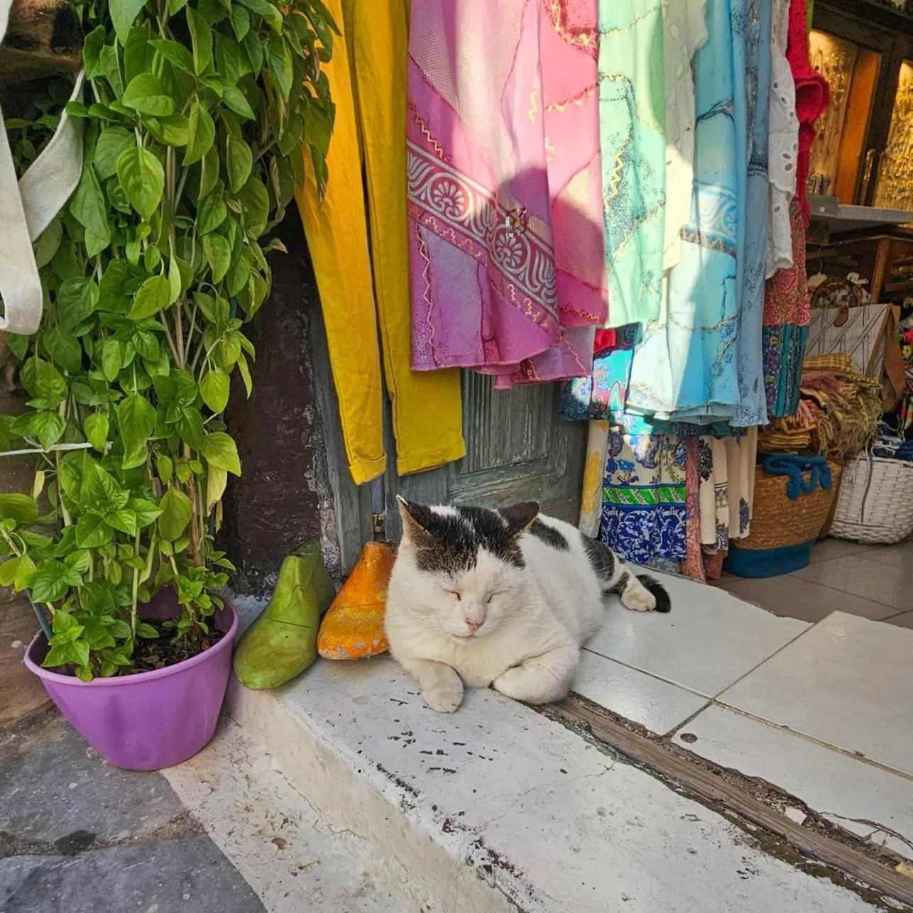 A black and white cat sleeping on a ledge in front of colorful cloths hanging in a market stall, with a potted green plant and some stones nearby.