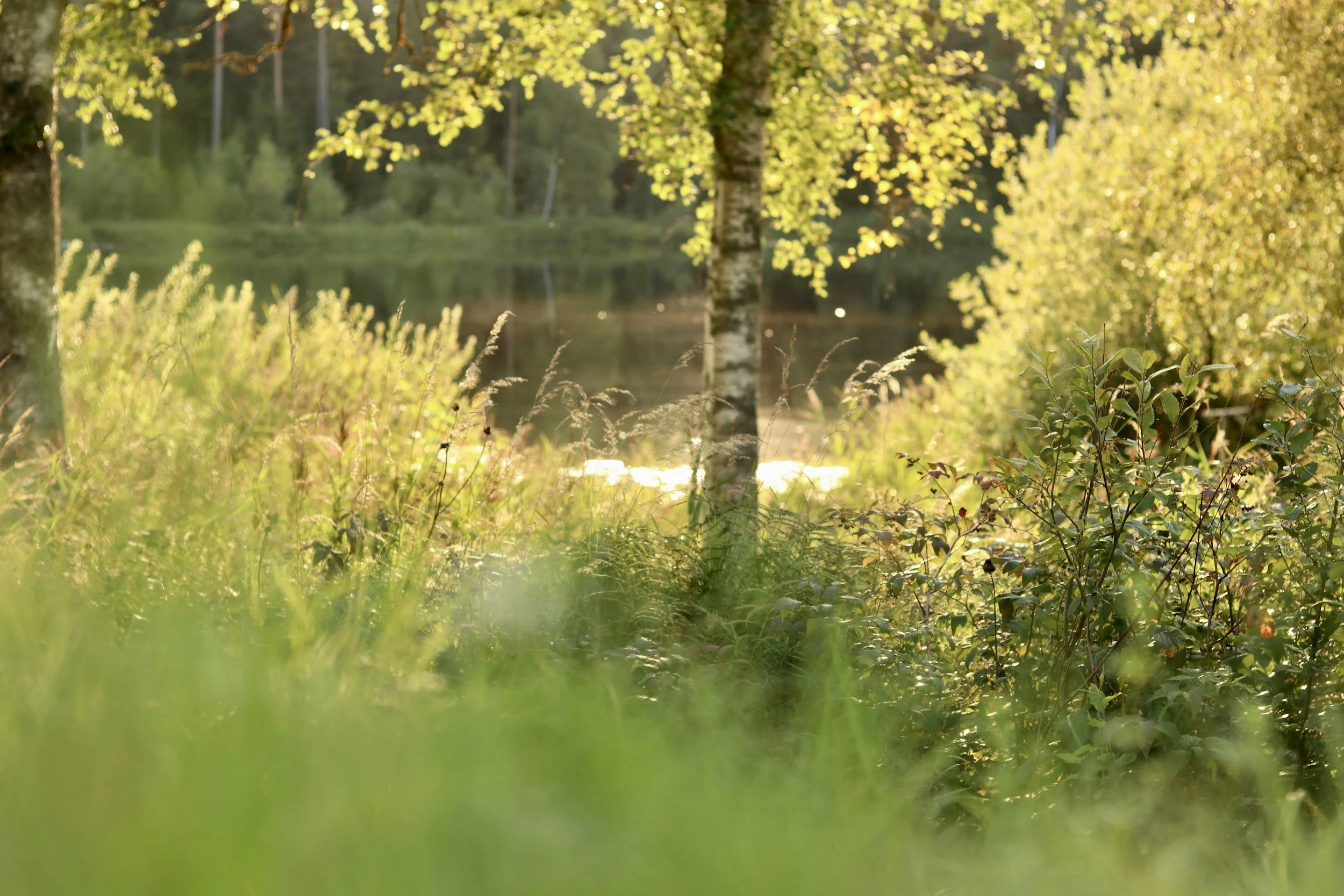 Sunlit forest scene with trees and green foliage near a body of water, viewed through grass in the foreground.