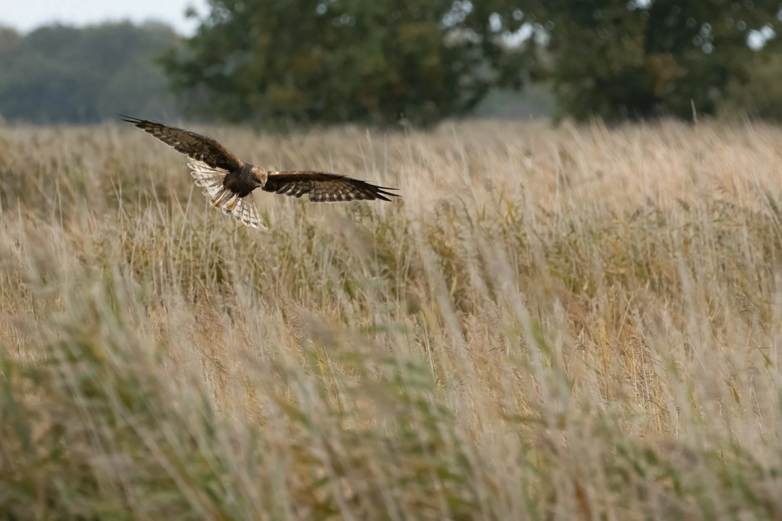 A bird of prey flying low over a grassy field with trees in the background.