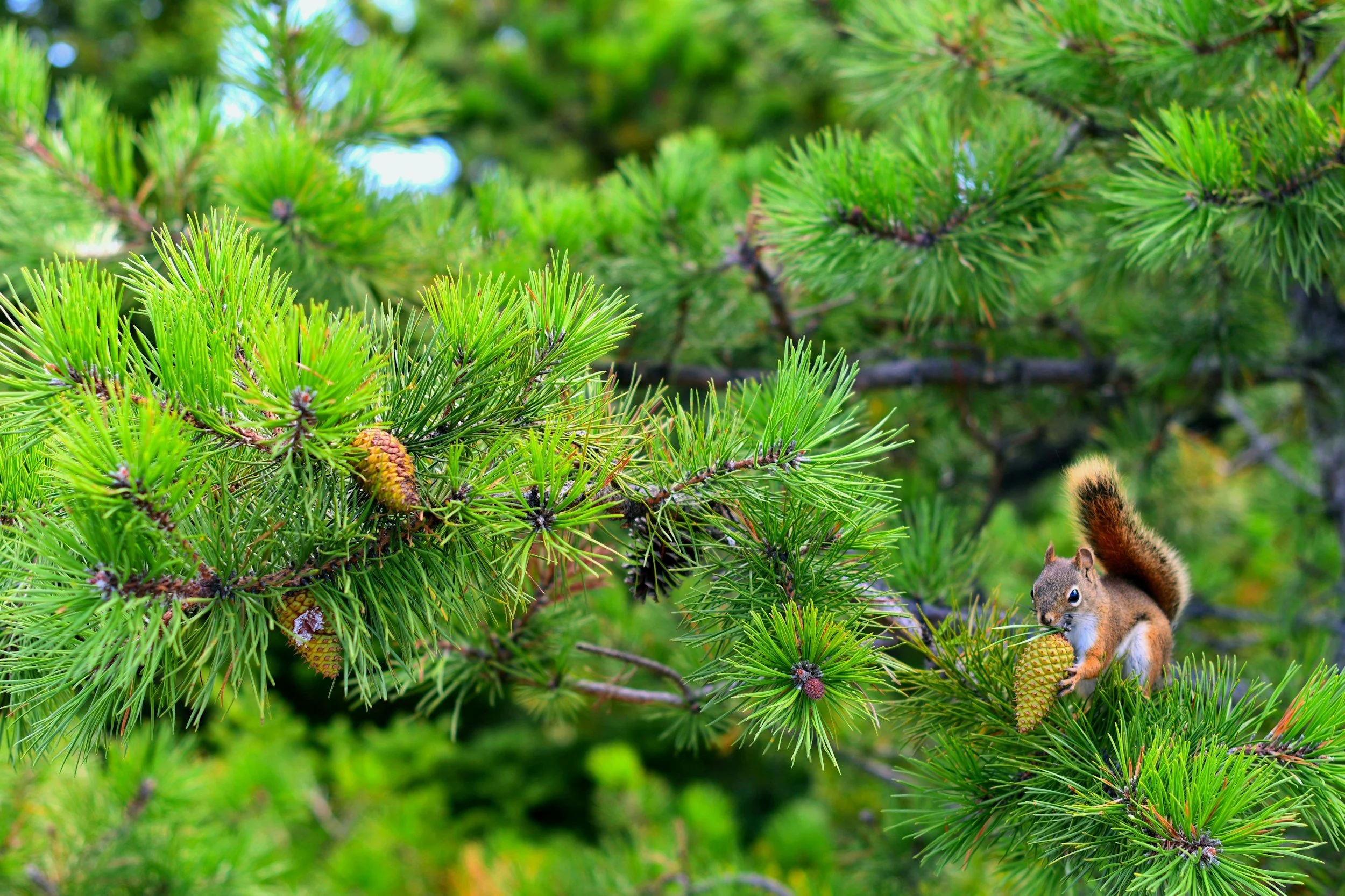 A squirrel on a pine tree branch with green pine needles and pine cones.