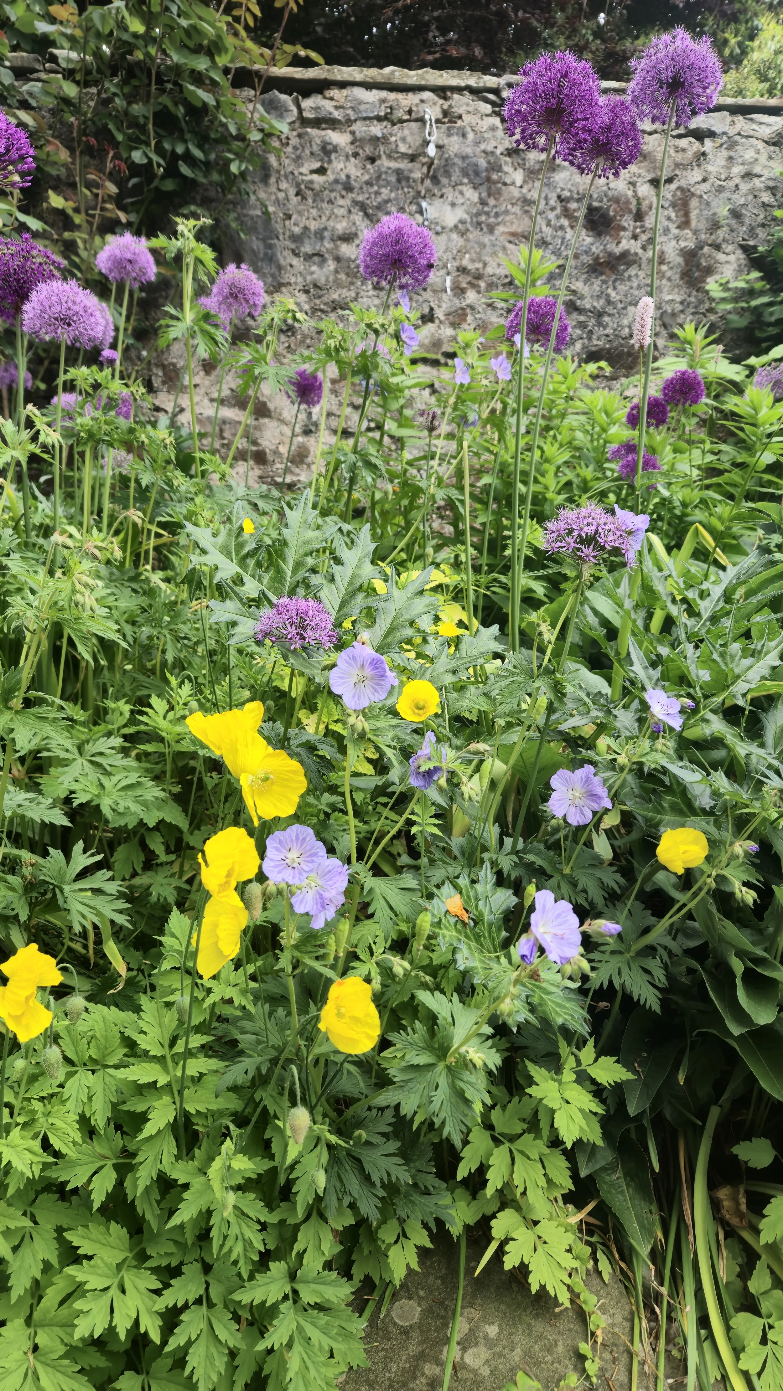 Purple allium flowers, yellow poppies, and purple geraniums grow among green foliage in a garden with a stone wall and drainage pipe in the background.