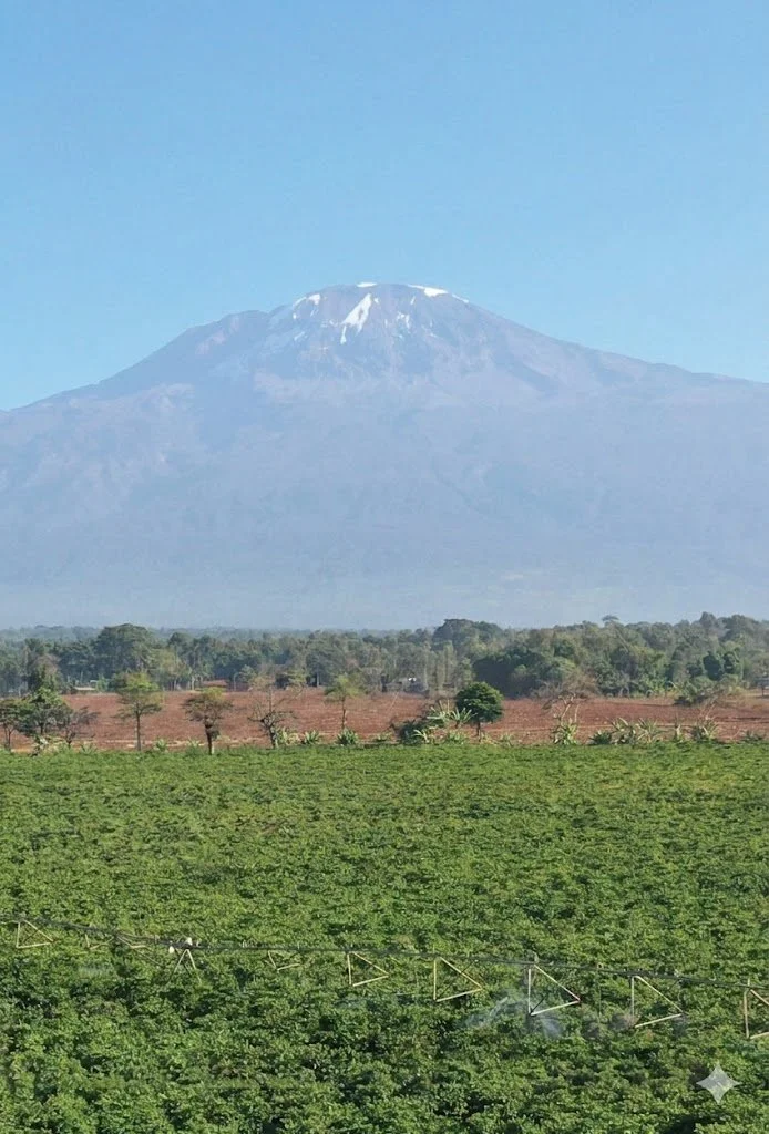 Fine Tanzanian Robusta