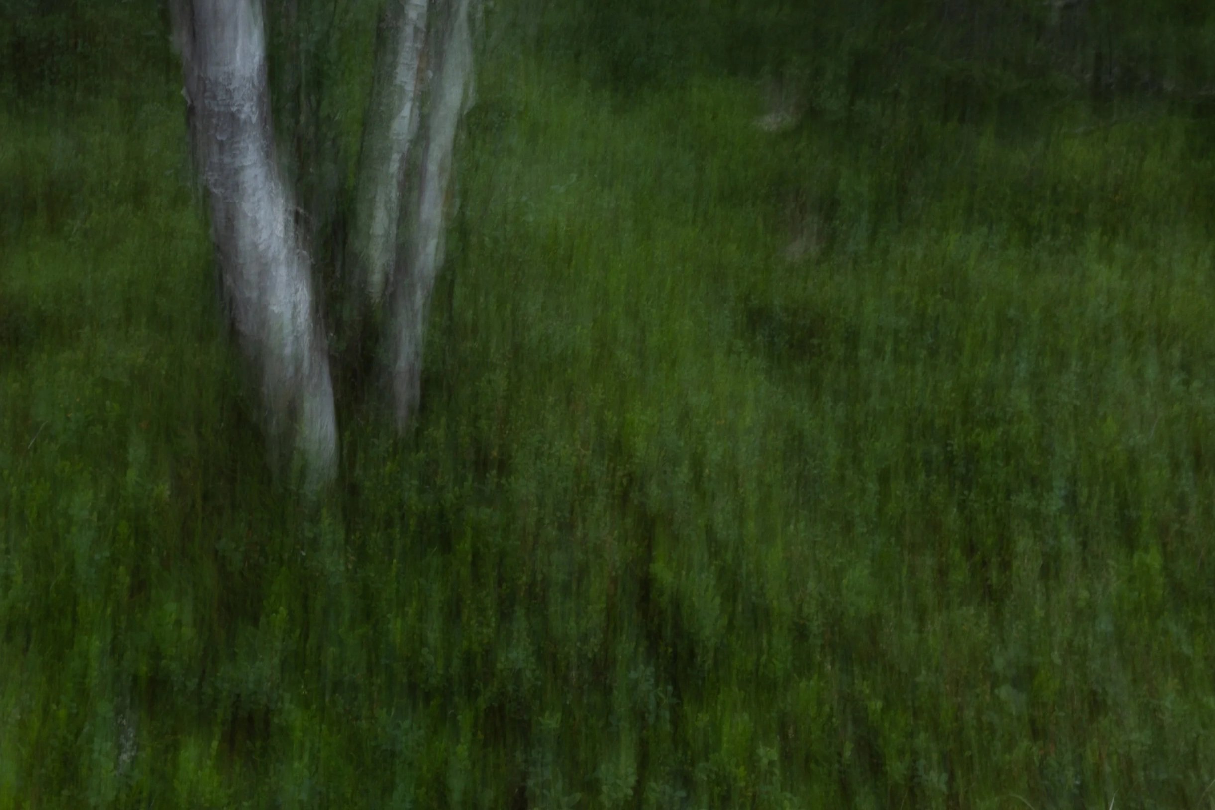 Baum+1.jpg