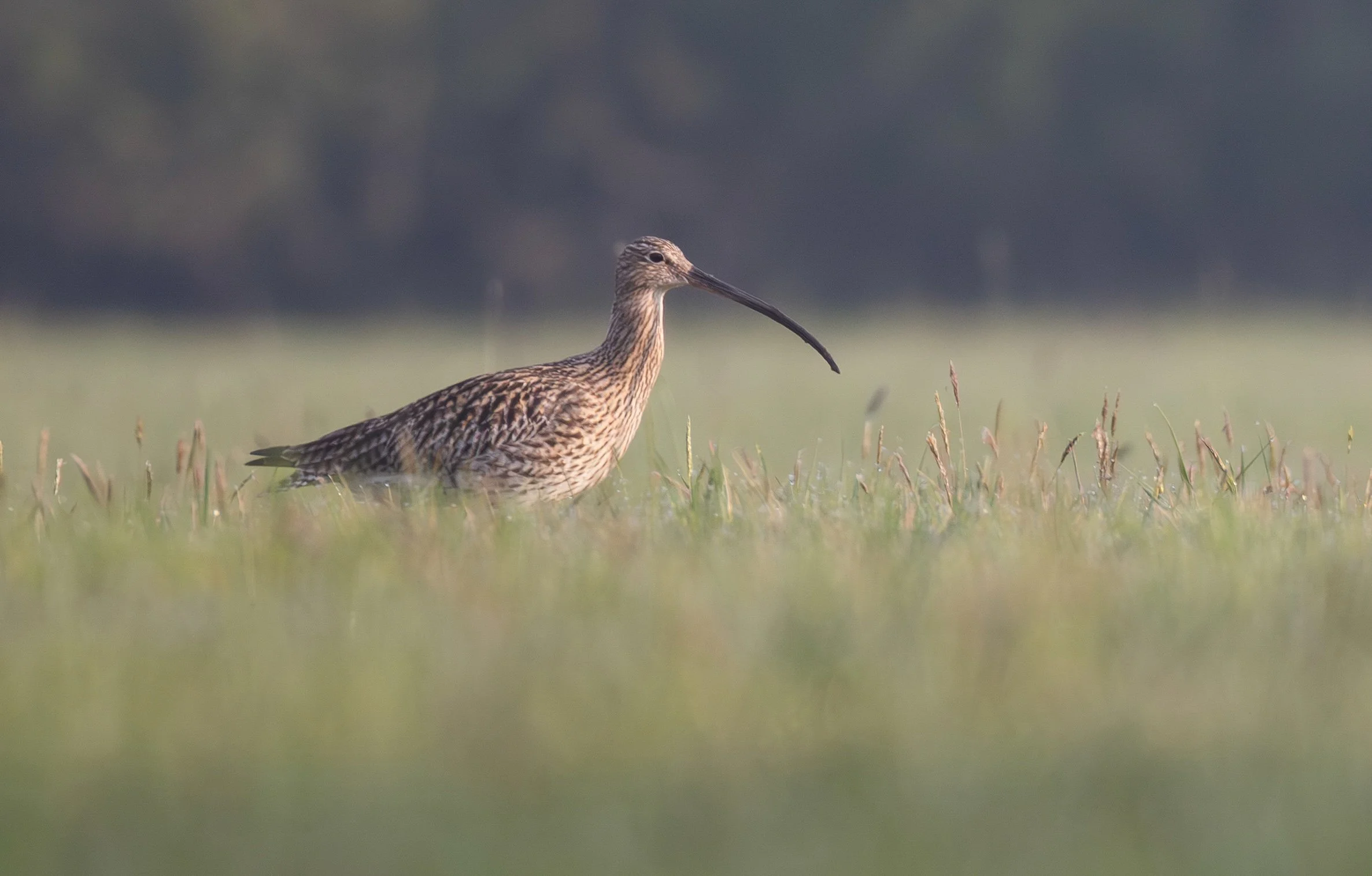Brachvogel in einem extensiv genutzten Grünland.