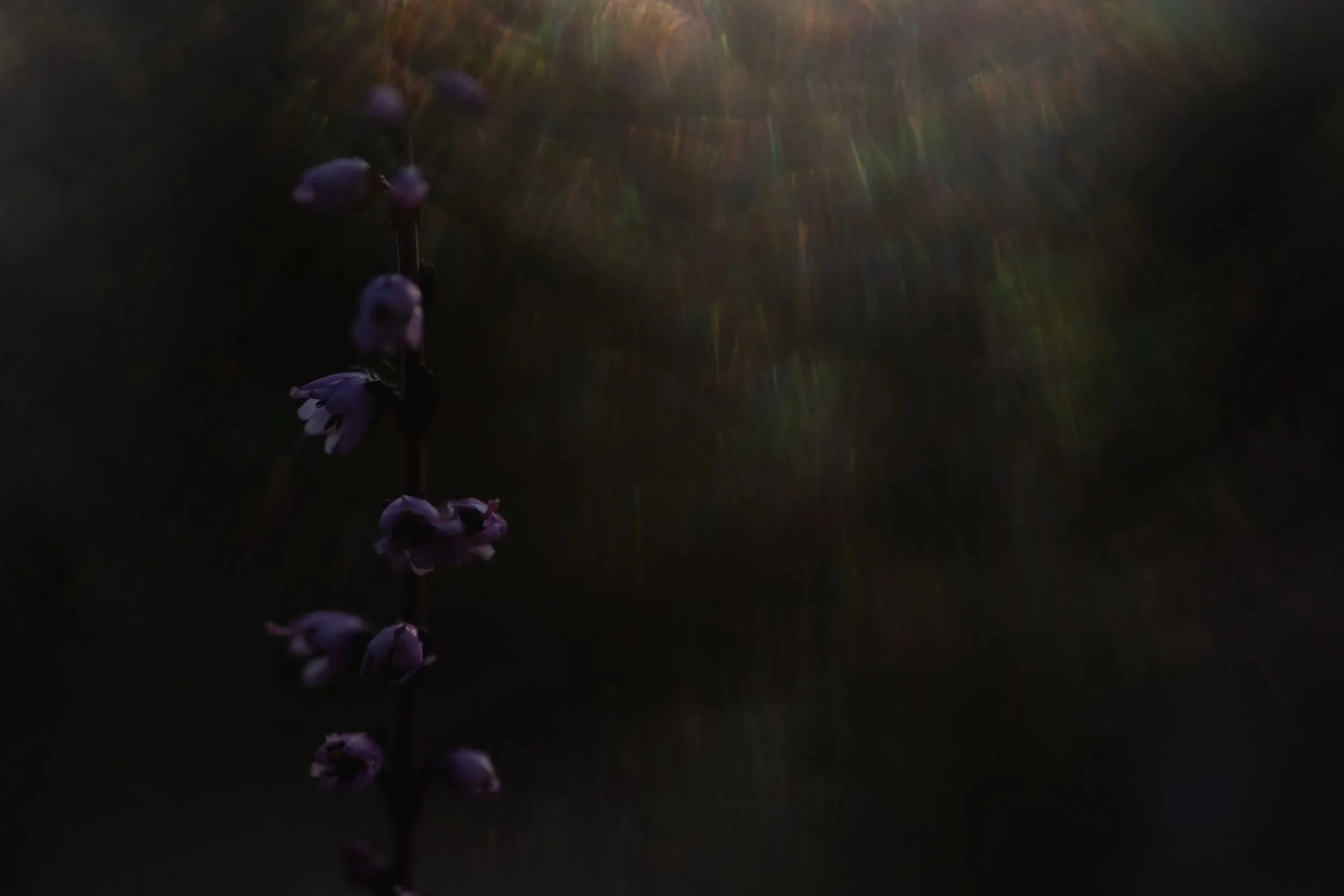 4N0A9223.jpg