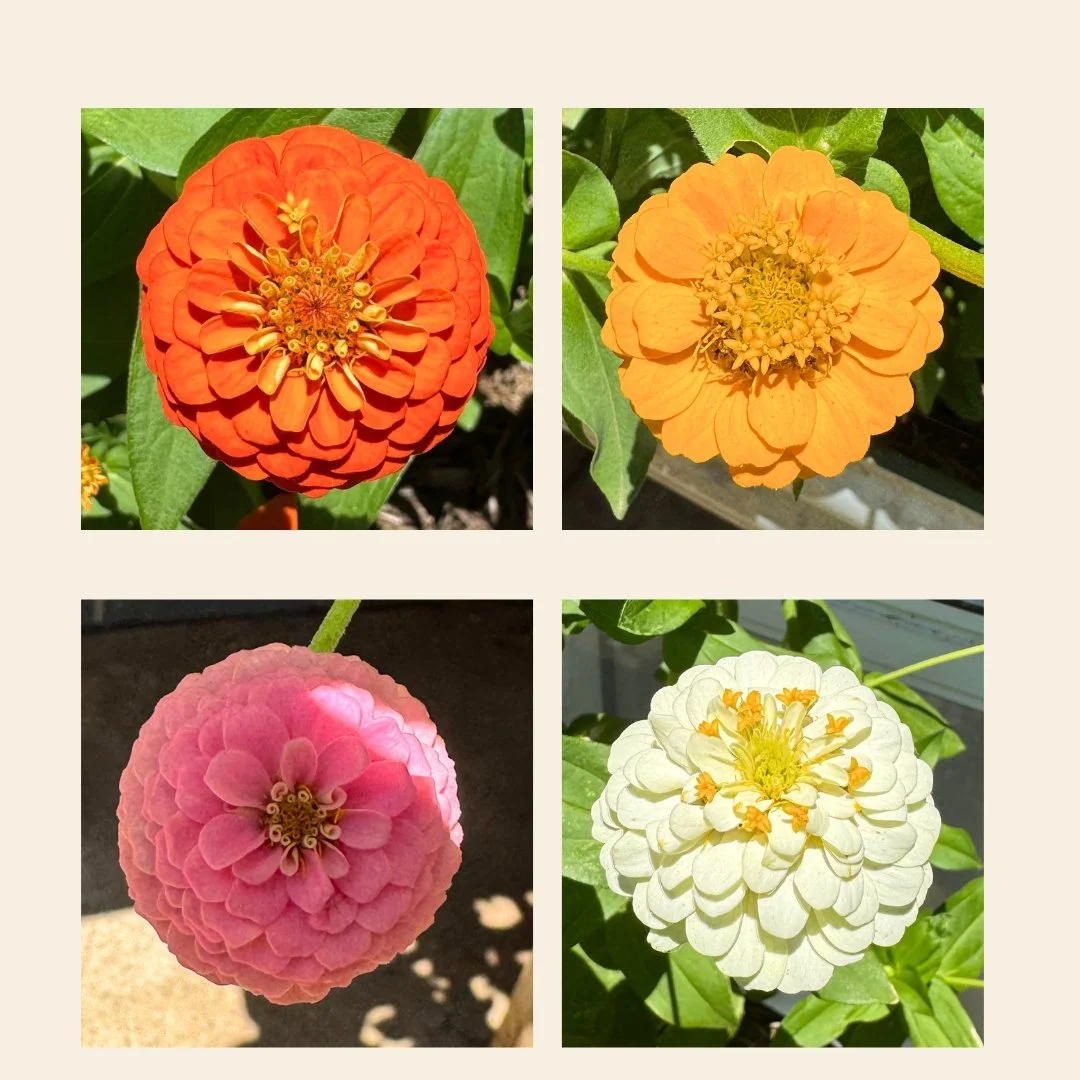 zinnia lilliput- website.jpg