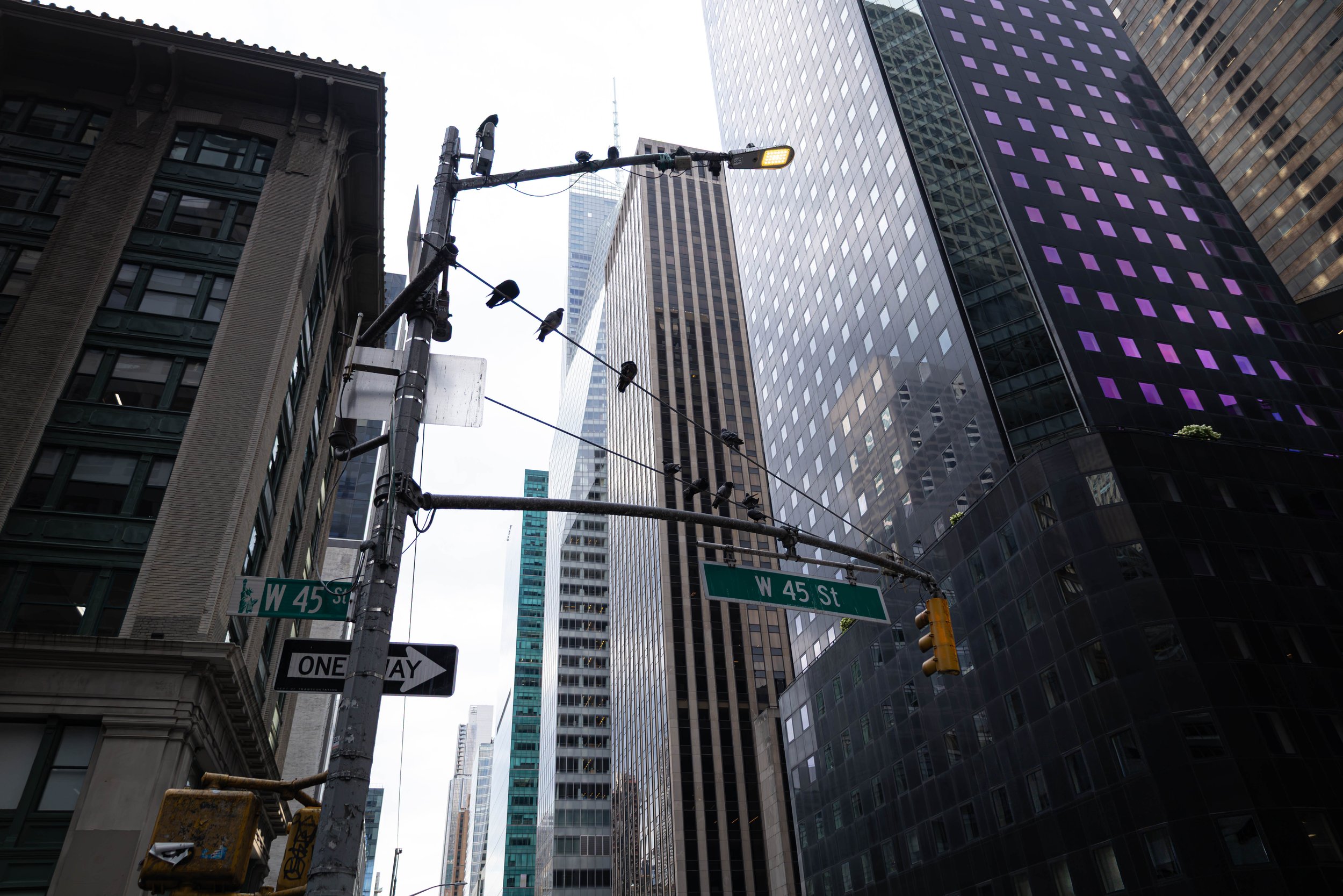 A group of birds having their weekly meeting on a traffic poll in NYC.