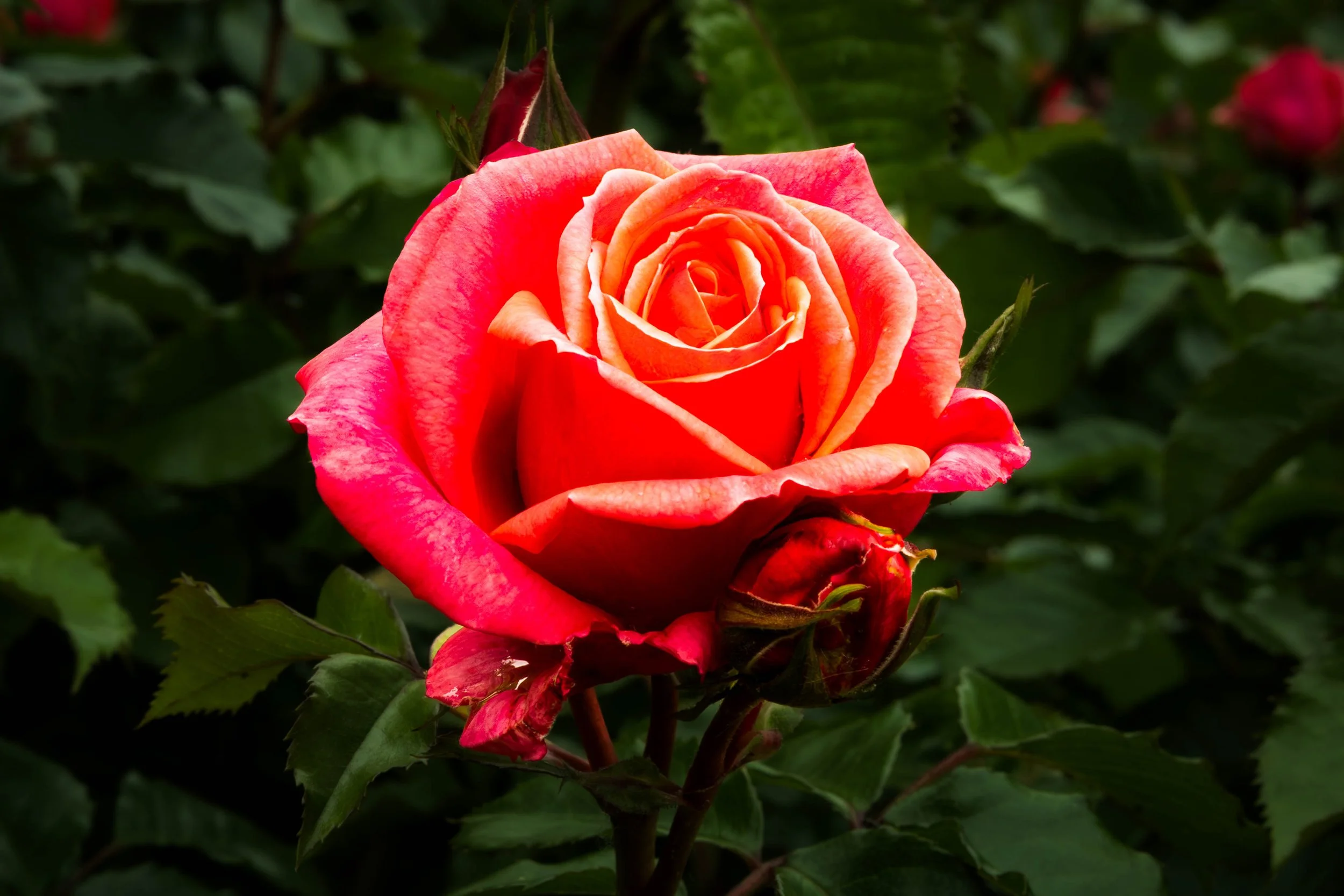 Close-up of a vibrant pink and orange rose in full bloom, surrounded by green leaves.