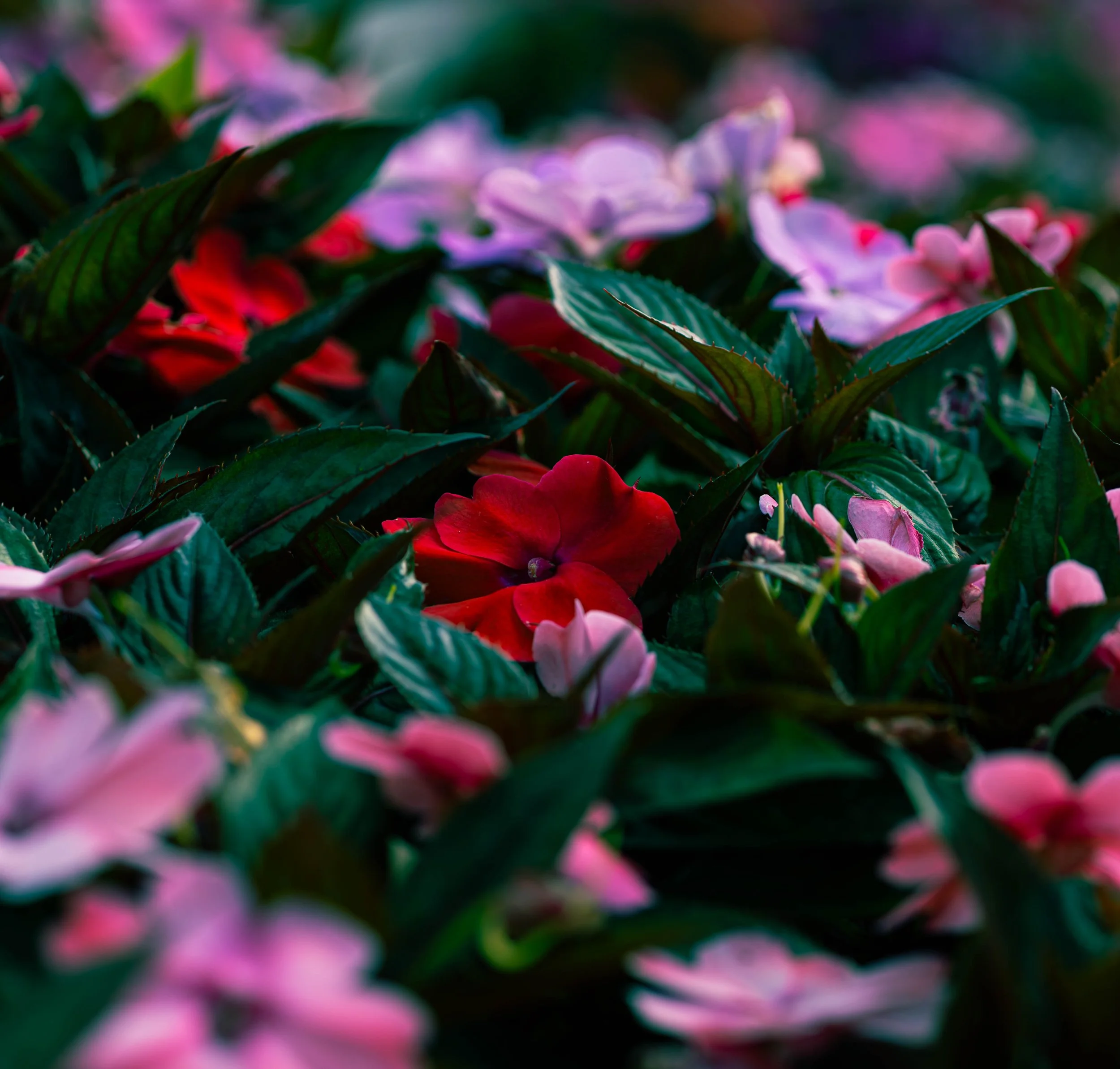 flowers of port imp 1.jpg