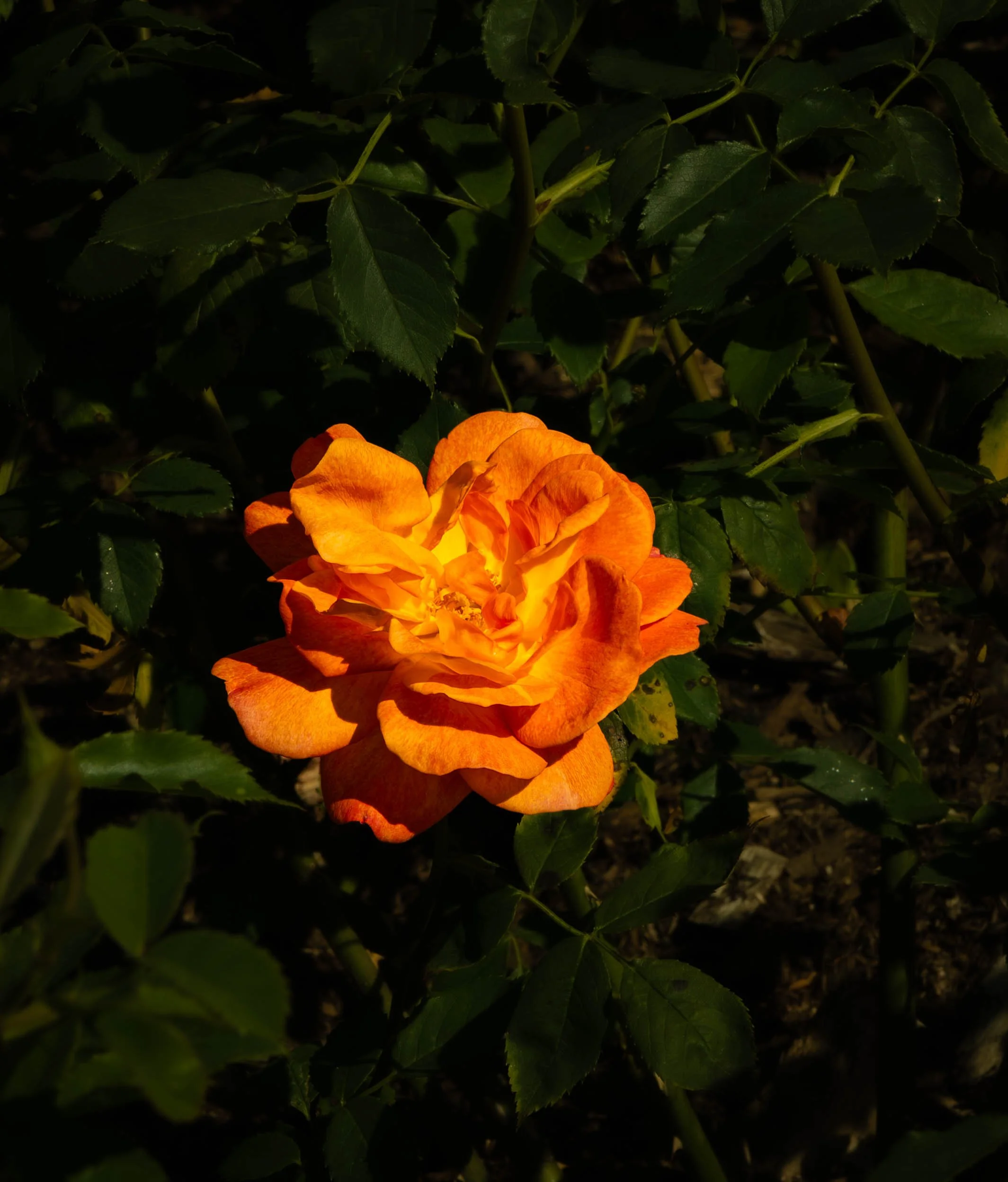 A bright orange flower blooming among green leaves in a dark garden or outdoor setting.