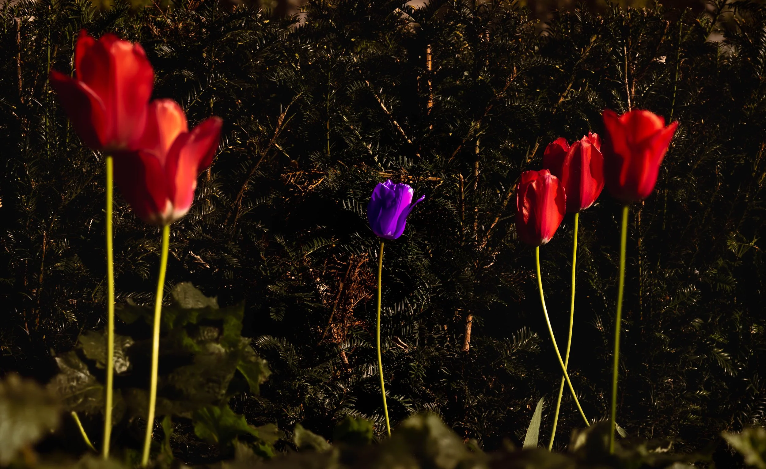outdoor scene featuring red and purple tulips illuminated by artificial light, with dark green foliage in the background.