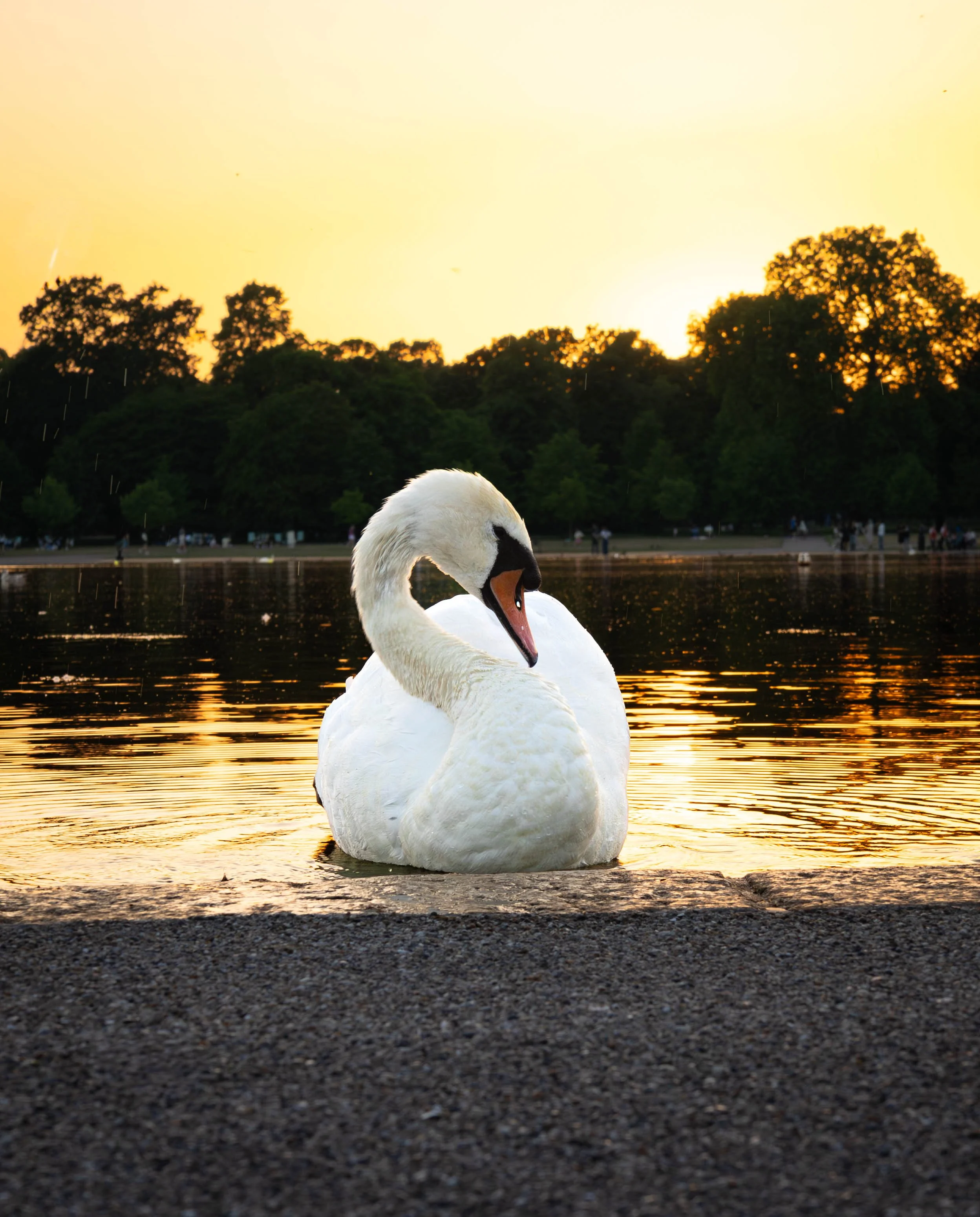 A close-up of a white swan with an orange beak and black markings on the water, with a background of trees silhouetted against a yellow-orange sunset or sunrise sky, and a sandy or pebbled shore in the foreground.
