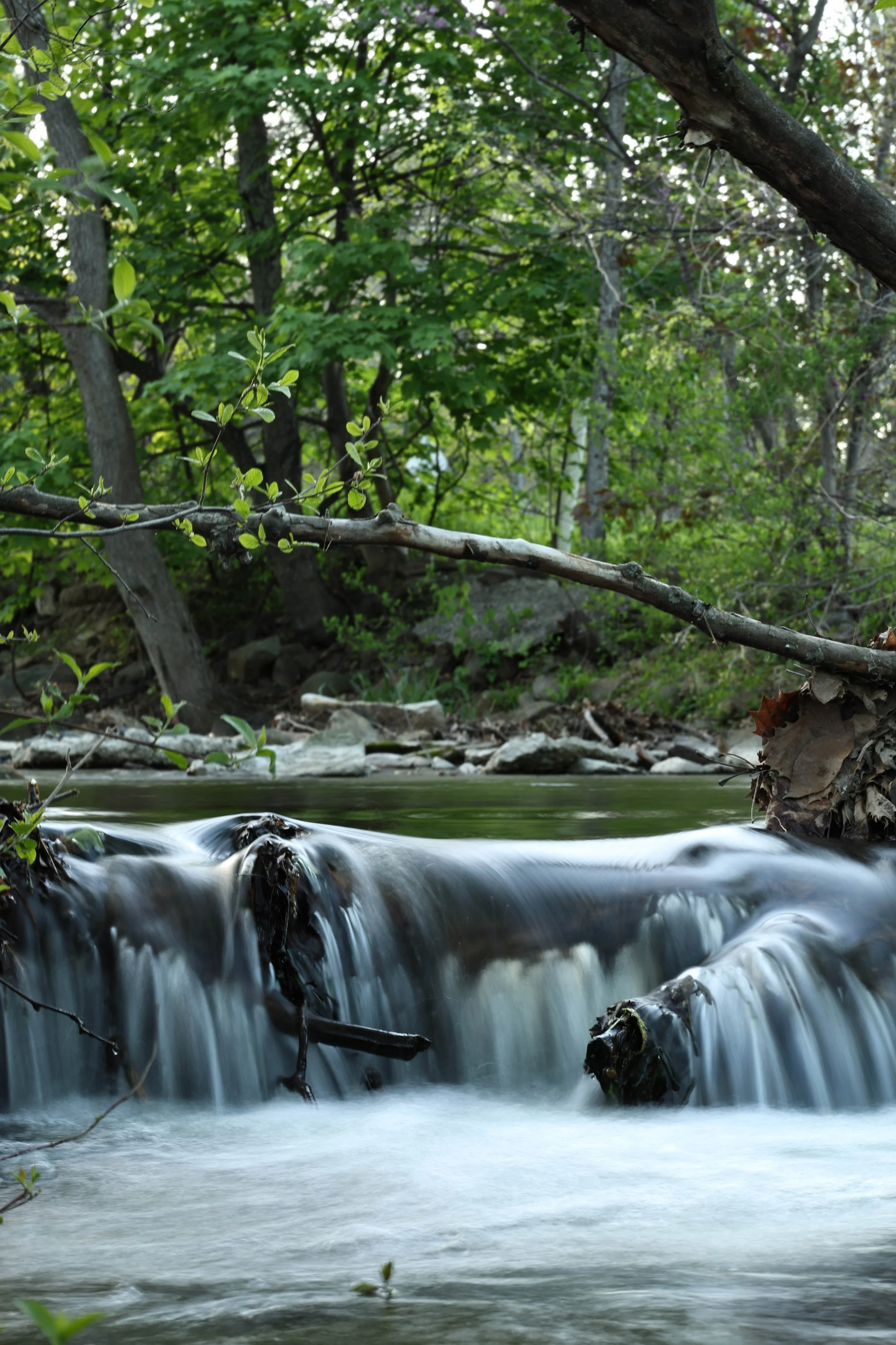 A peaceful creek flowing through a forested area with trees and green foliage, with a small waterfall in the foreground.