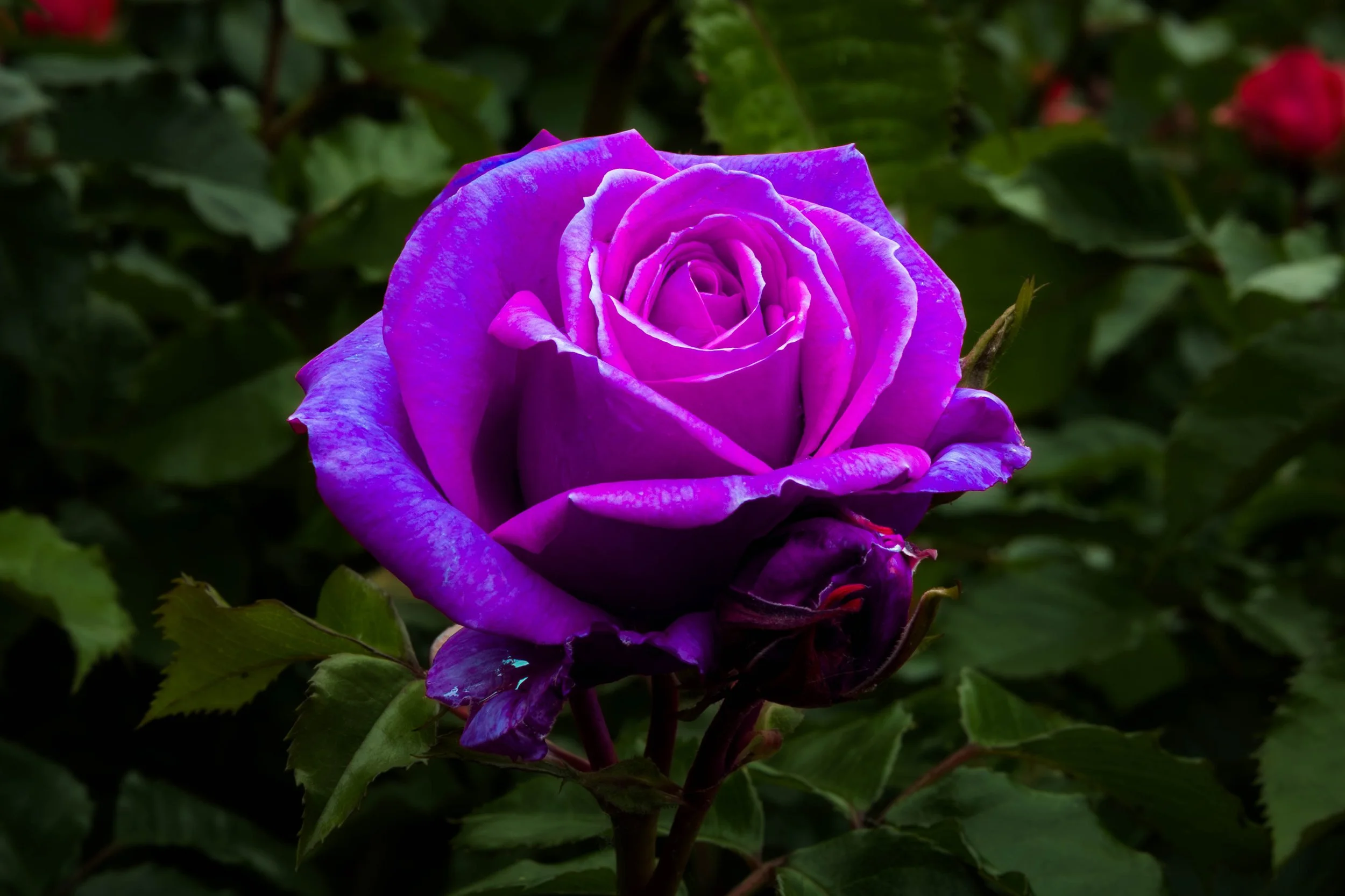 A close-up of a vibrant purple rose blooming among green leaves.