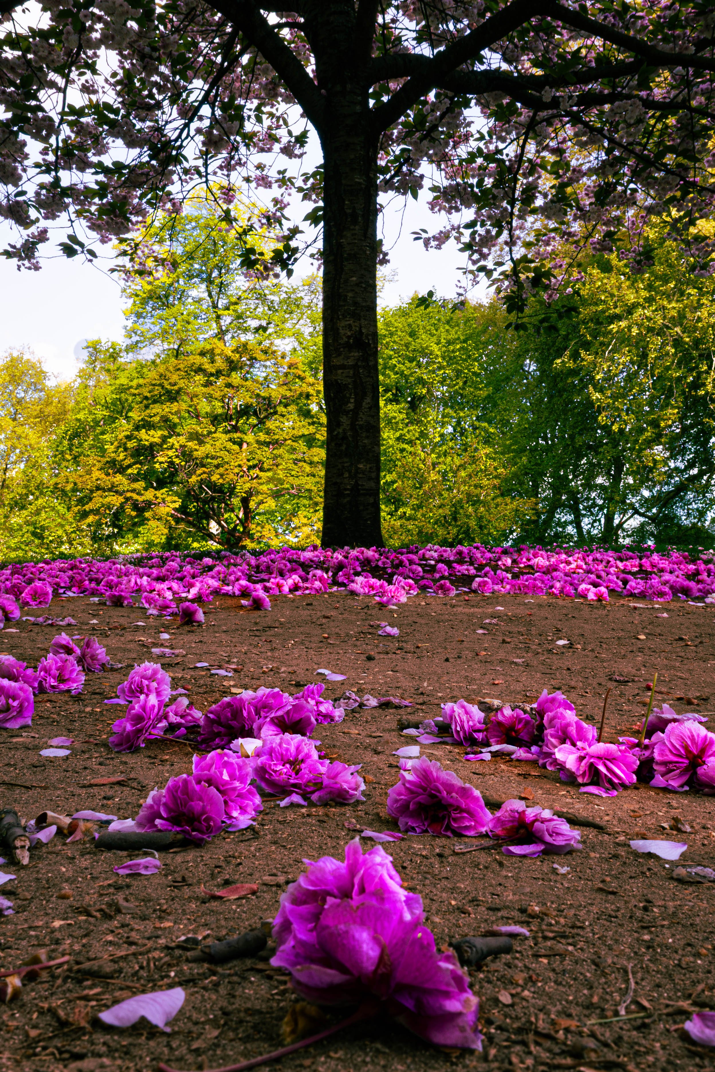 Ground covered with pink flower petals in a park, trees with green foliage, and a tree with pink blossoms in the background.