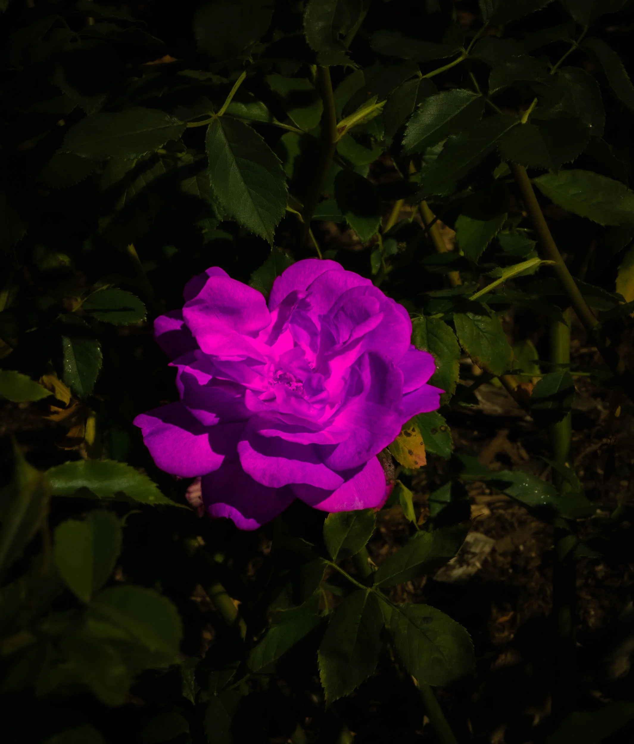 A purple flower, possibly a bougainvillea, illuminated in darkness surrounded by green leaves.