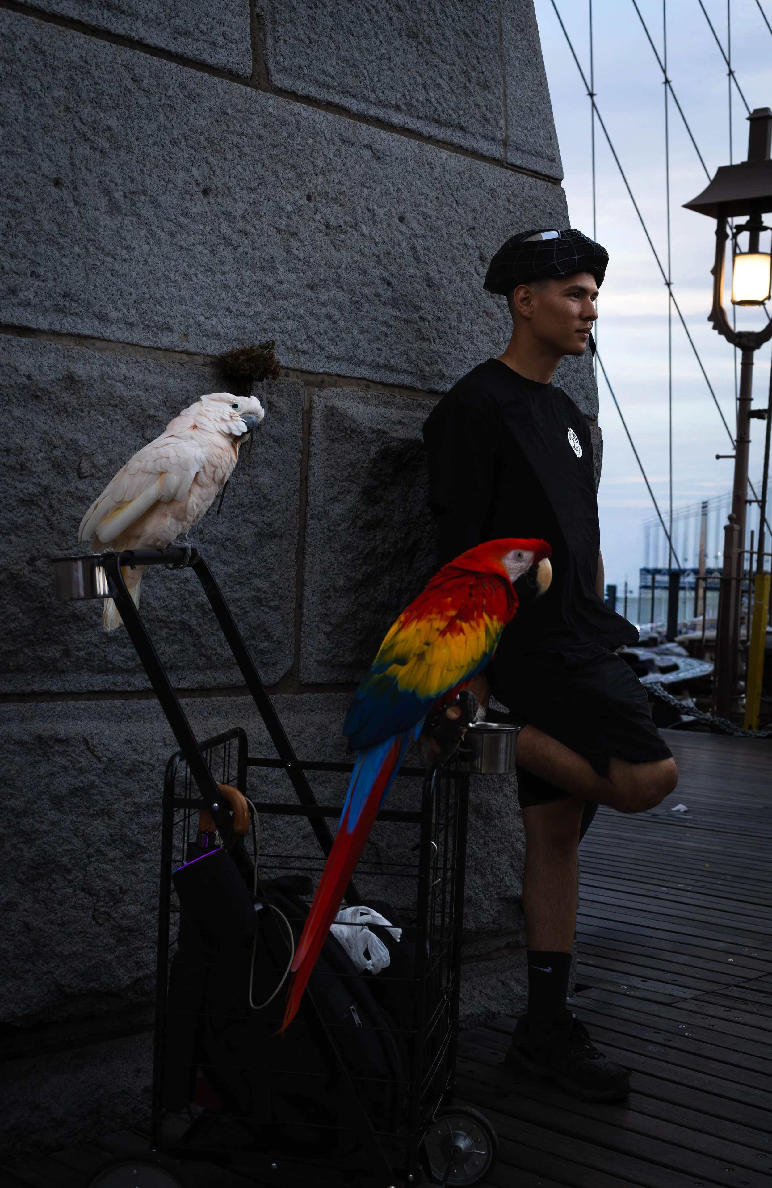 A man and his birds taking a break on the Brooklyn bridge.