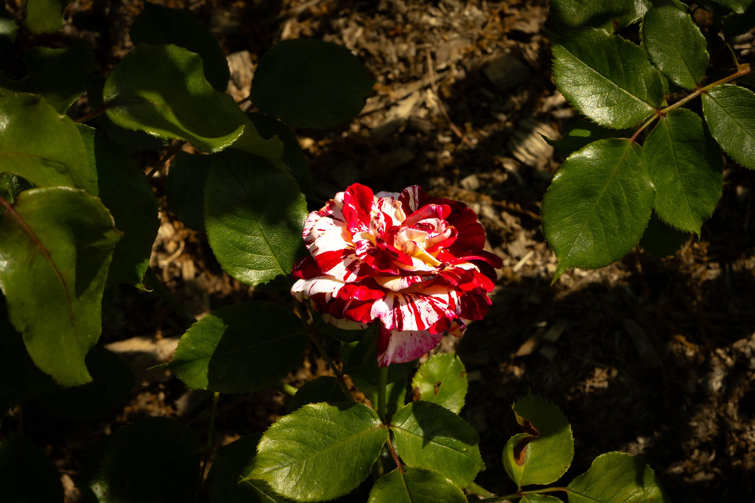 A red and white variegated rose flower surrounded by green leaves in sunlight.