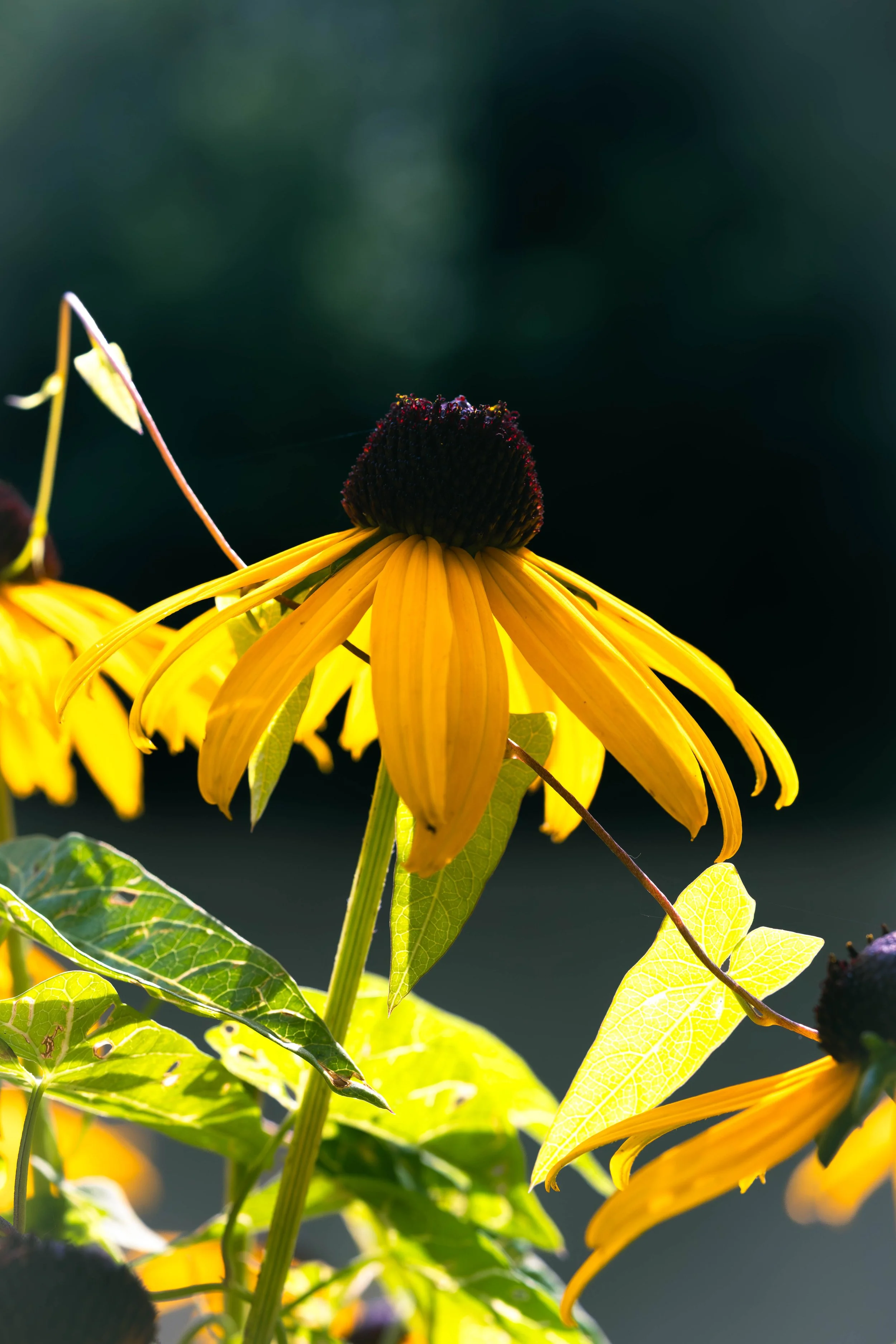 Black eyed Susan in Central Park