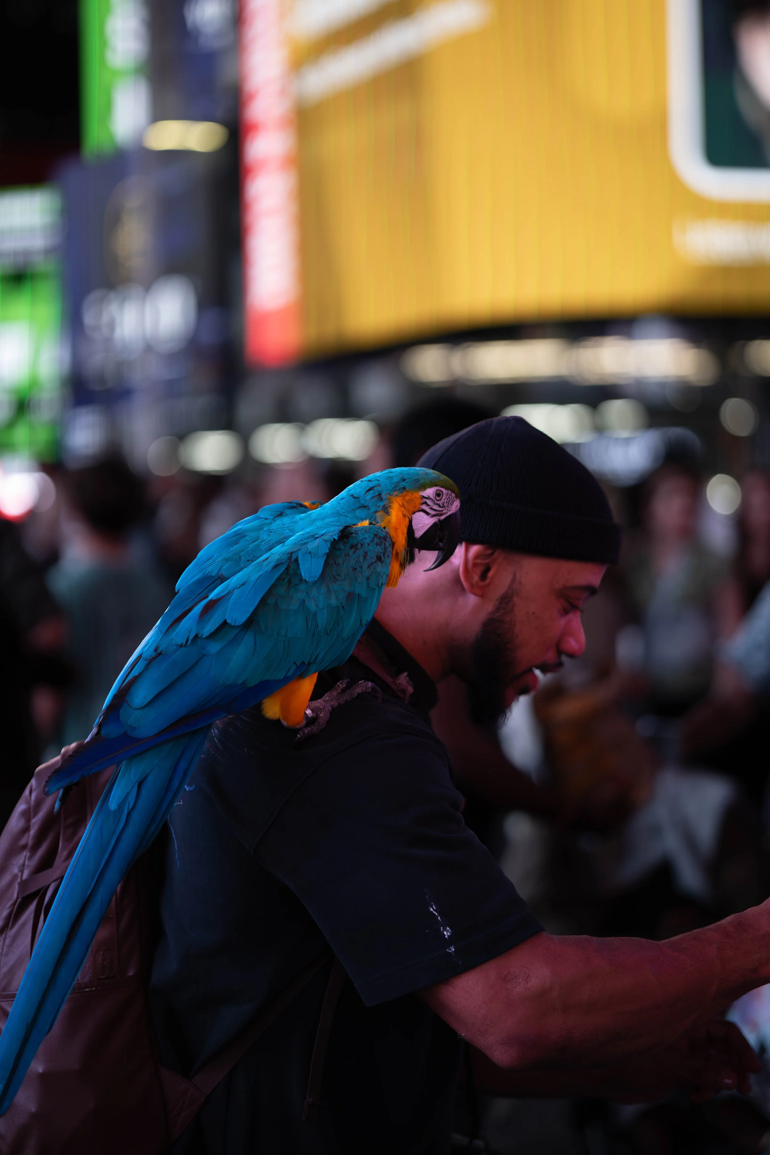 Birb-man in times square