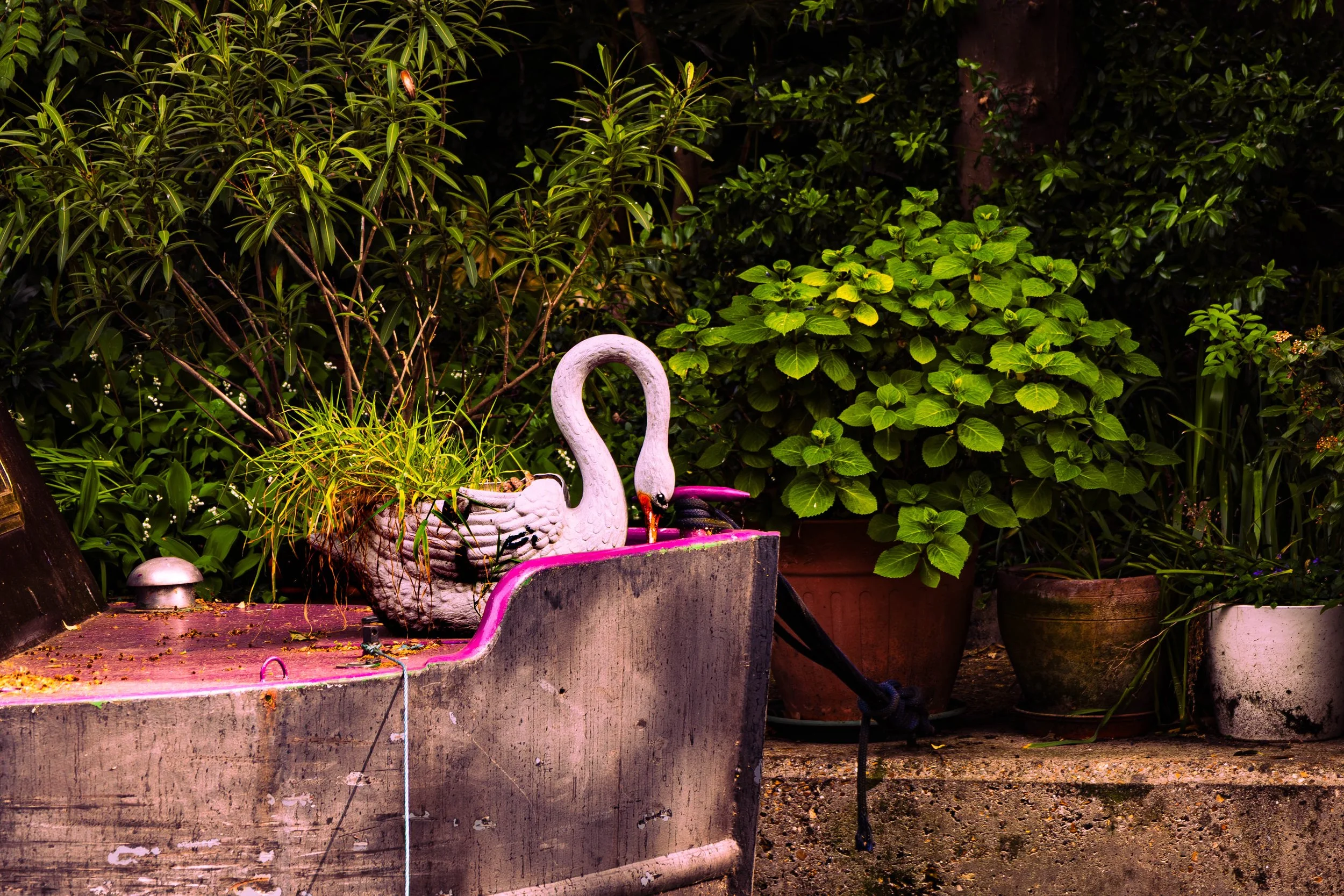 Garden scene with potted plants, including a large leafy shrub and a potted plant with broad leaves, a white swan-shaped garden ornament, and pink and purple garden decorations on the ground.