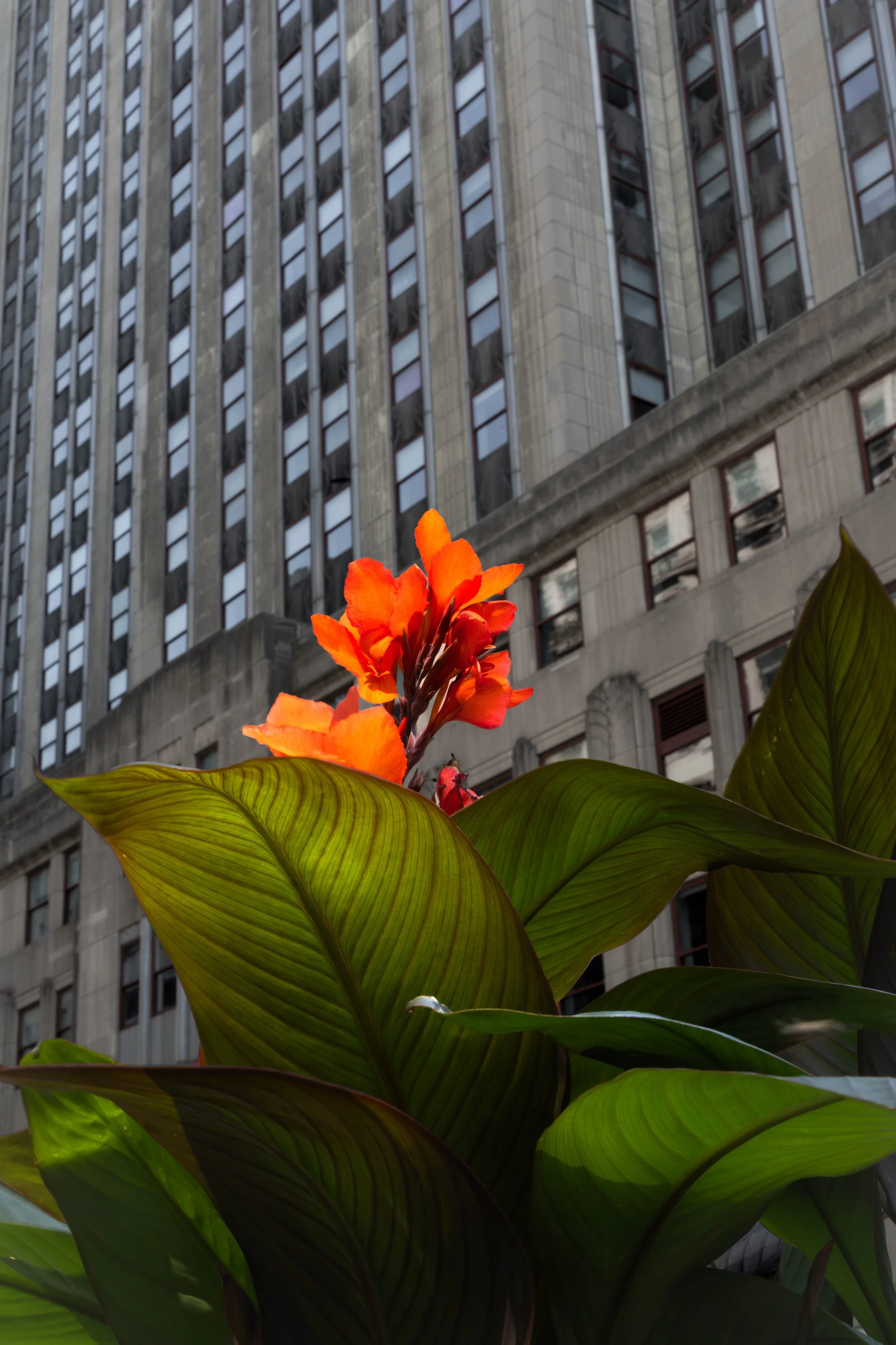 flowers in nyc.jpg