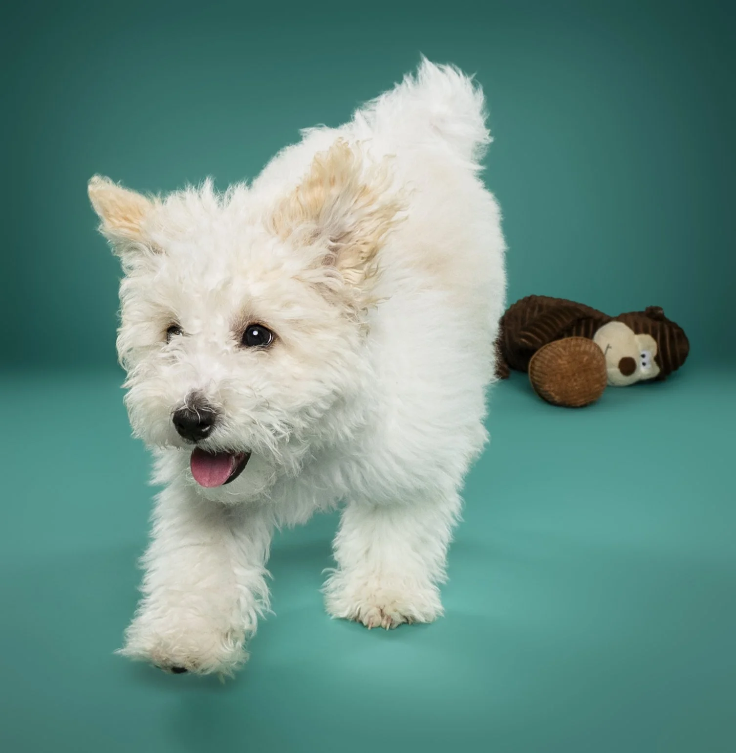 A playful white fluffy puppy with its tongue out, running towards the camera with a teal background. In the background, there is a plush toy shaped like a monkey.