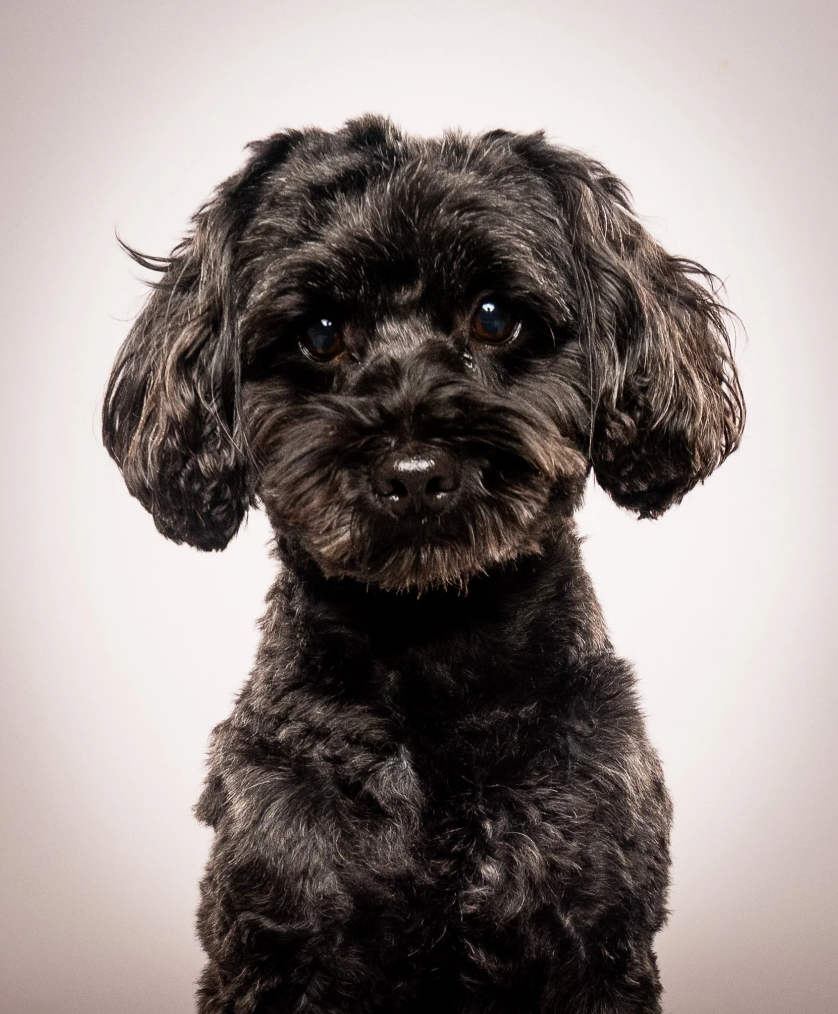 Close-up of a black and gray mixed breed puppy with curly fur, brown eyes, and floppy ears, sitting against a plain white background.
