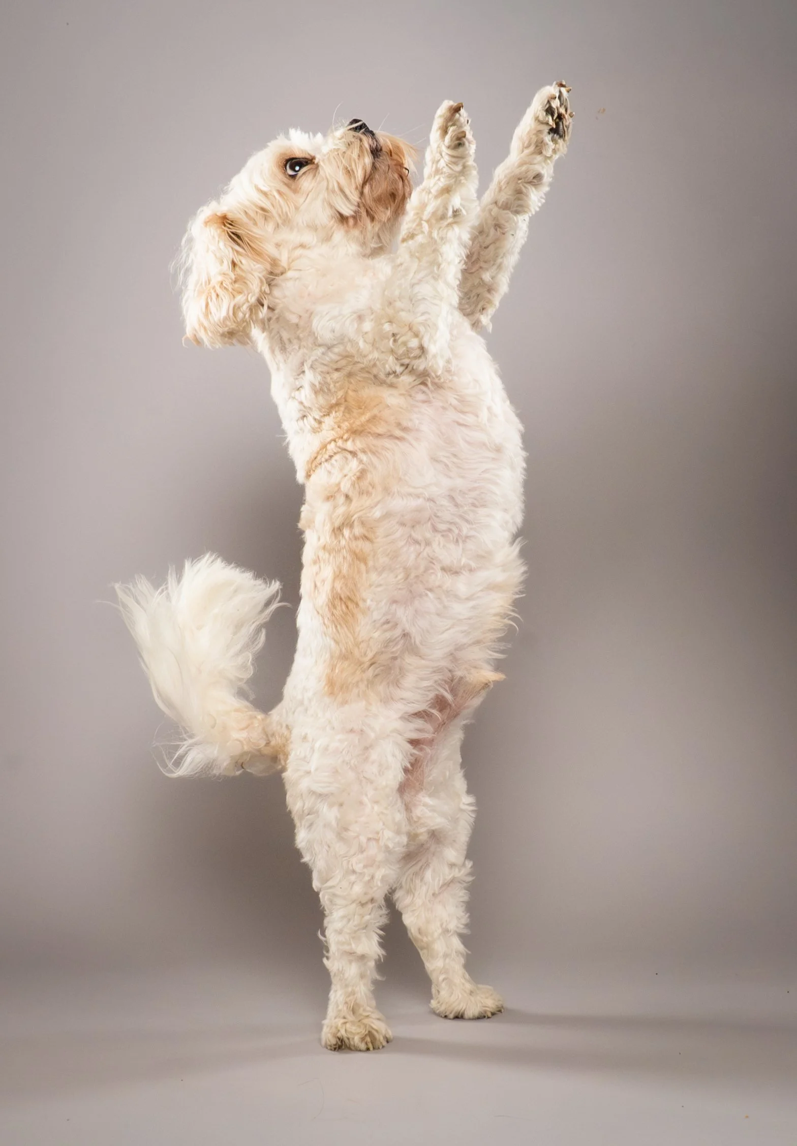 A fluffy white dog with beige patches standing on its hind legs with front paws raised, against a plain gray background.