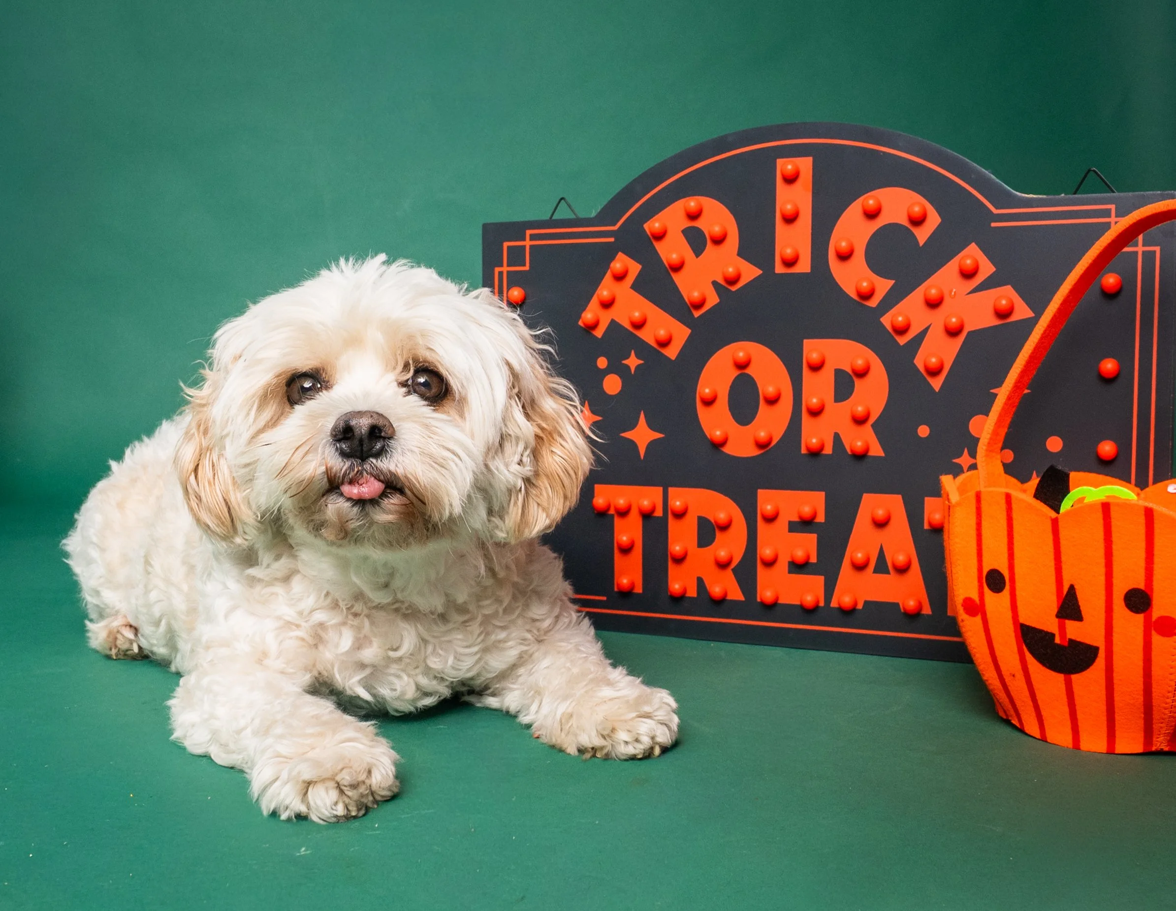 Small fluffy white dog beside a glowing orange-and-black Halloween trick-or-treat sign and pumpkin bucket