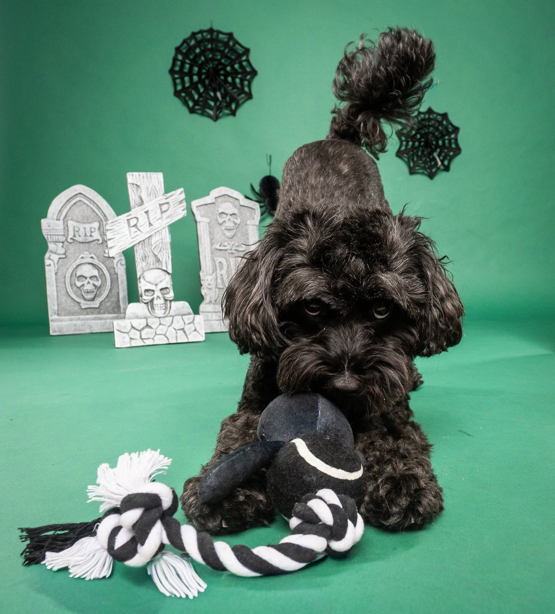 Black dog with a topknot holding a black-and-white rope toy in a Halloween scene with tombstones and spiderweb decorations