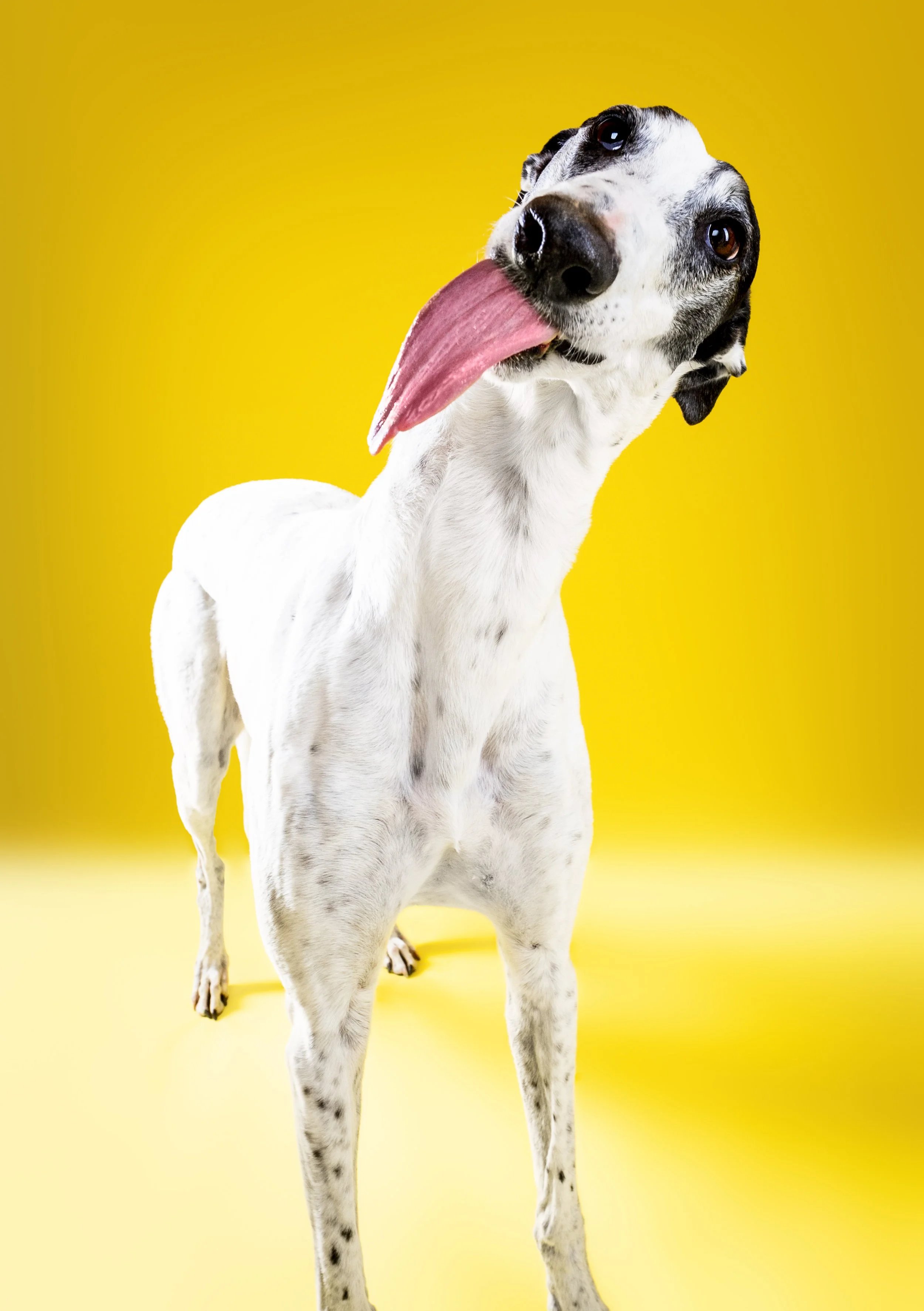 Close-up of a young white and black spotted dog with its tongue out against a yellow background.