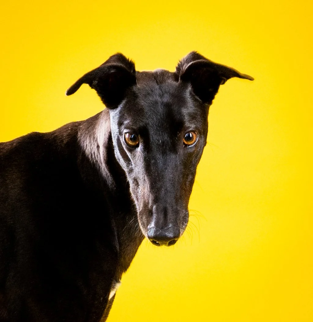 A black dog with tan eyes and ears against a bright yellow background.