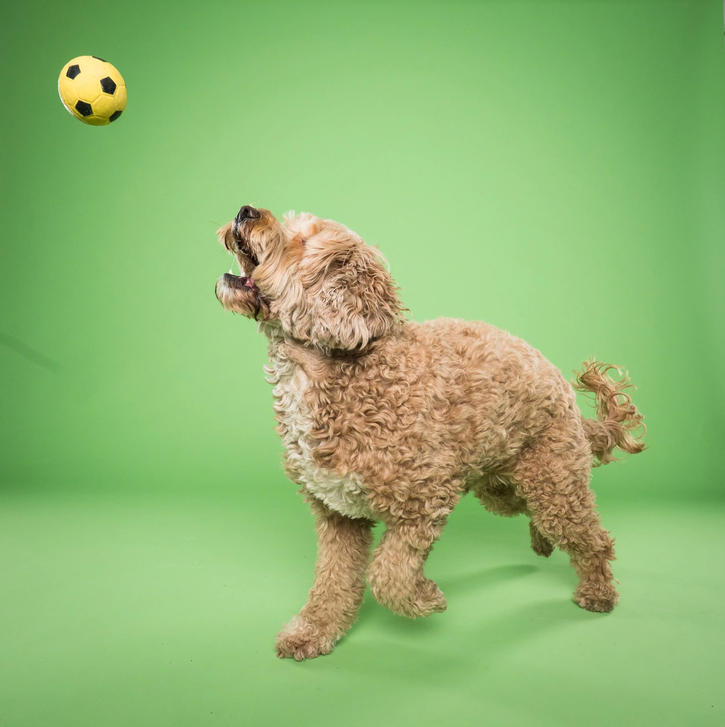 Curly-haired tan dog watching a yellow soccer ball against a green background.